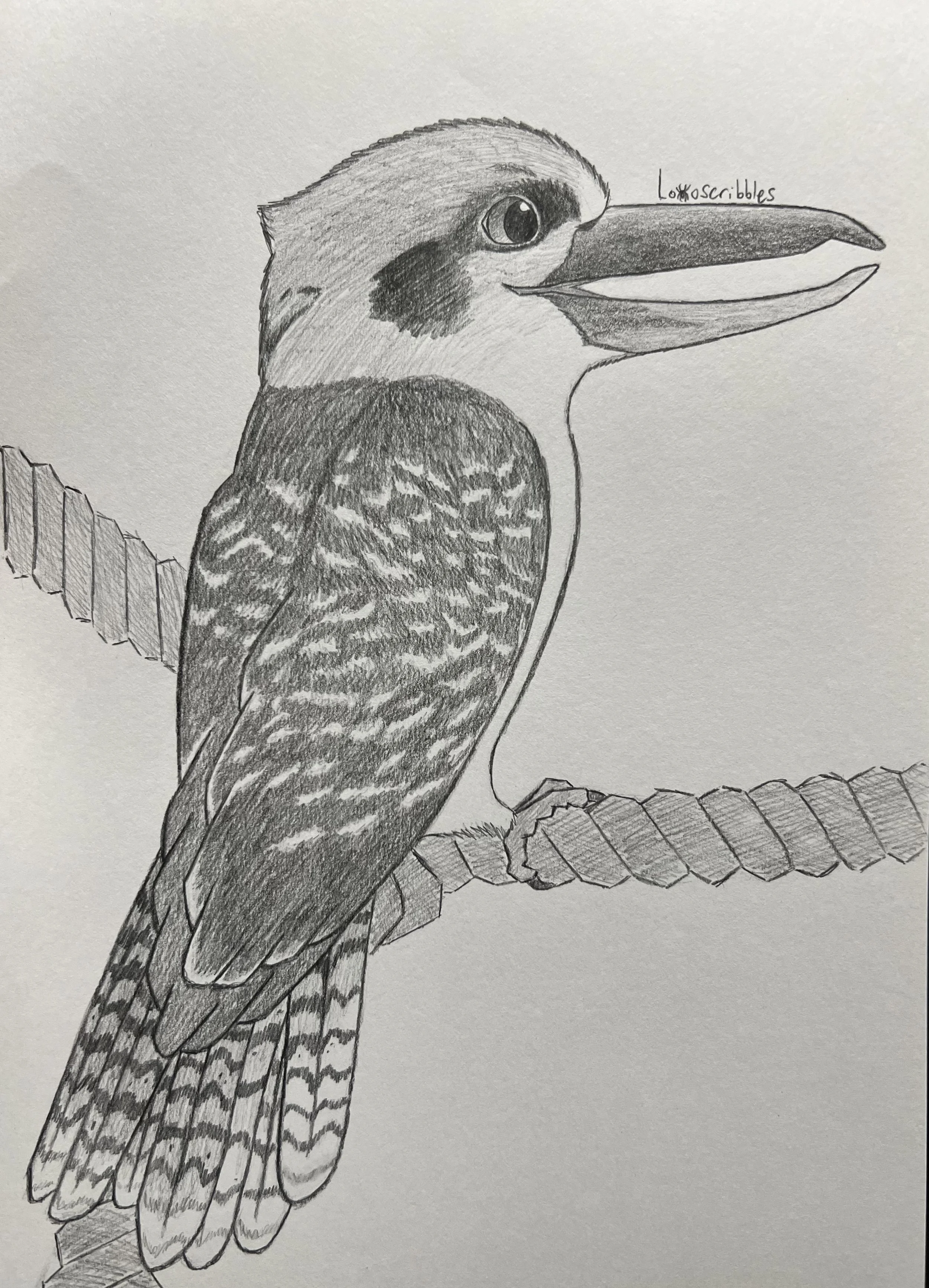 Laughing kookaburra