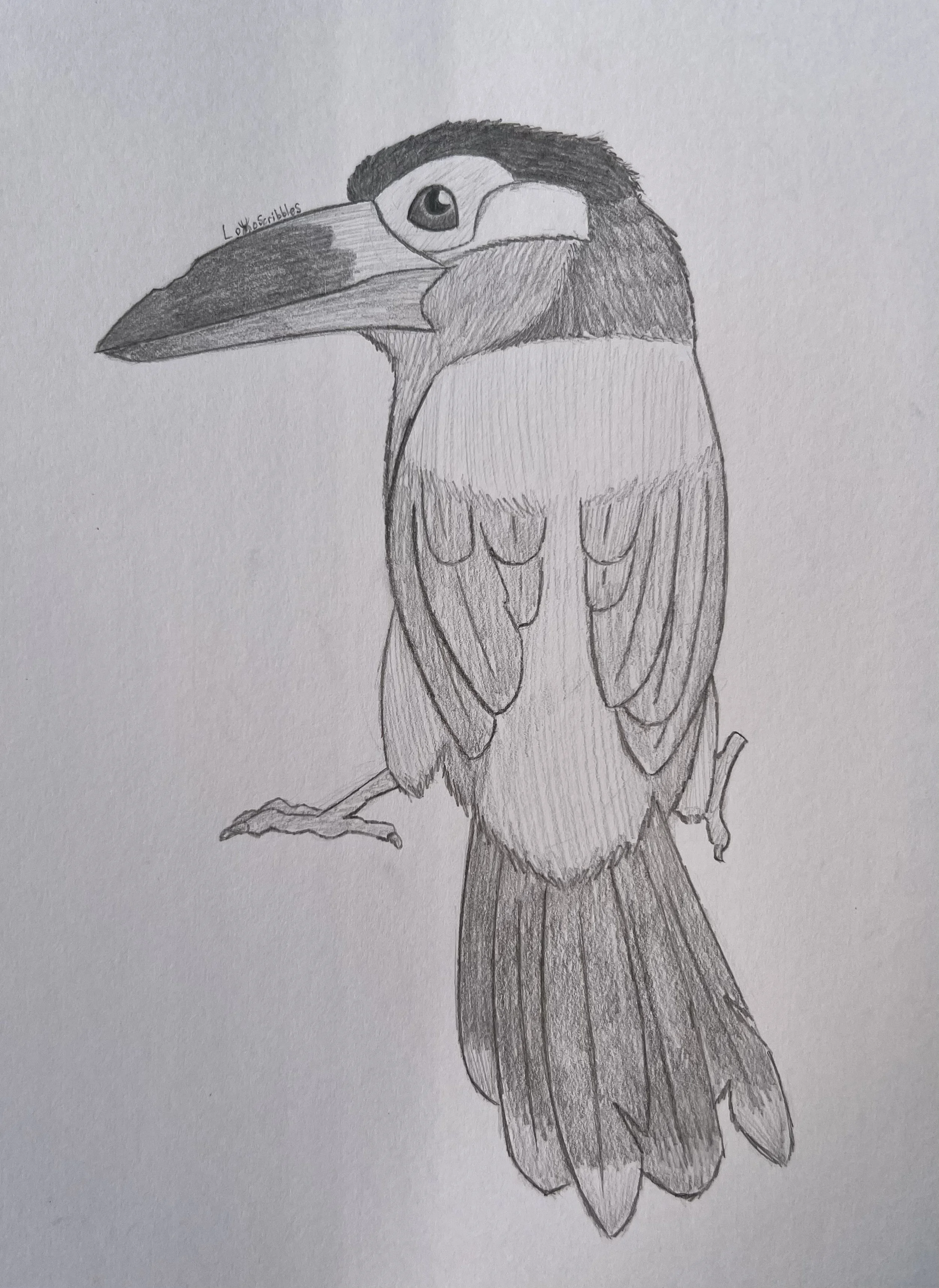 Guyana toucanet