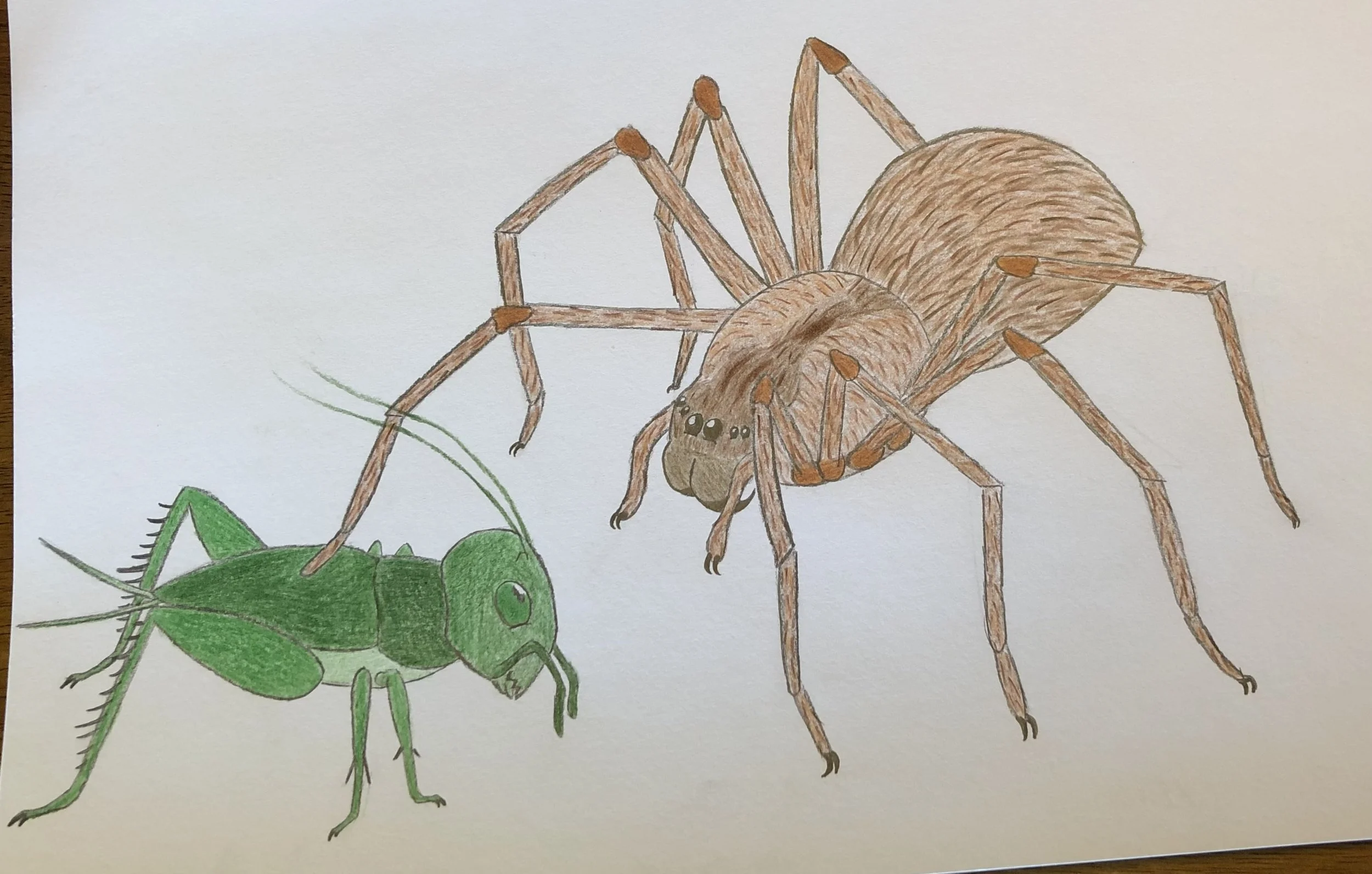 A colored pencil scene featuring a cricket and brown recluse character from my fiction story Arachnid Assault