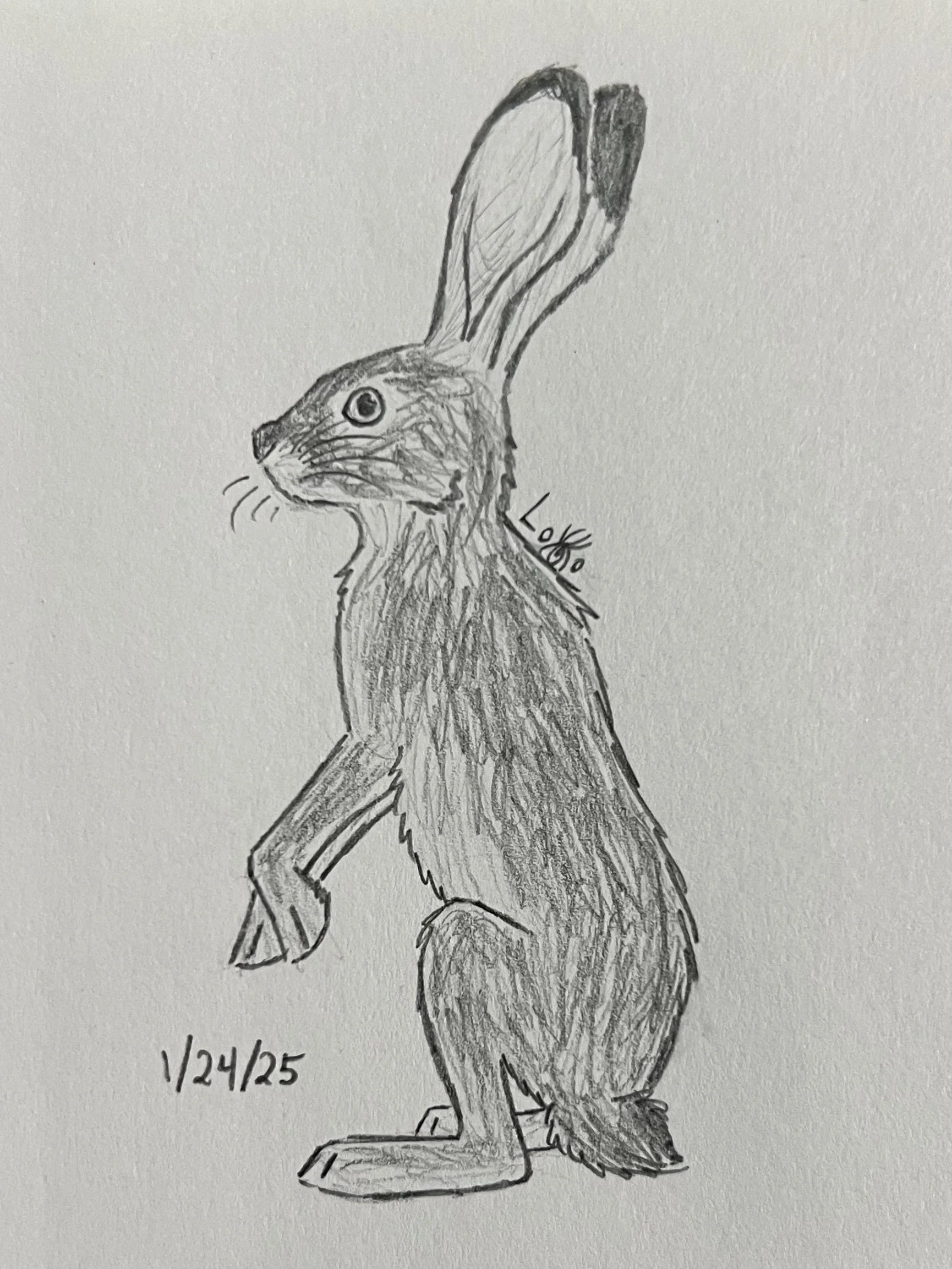 Desert hare