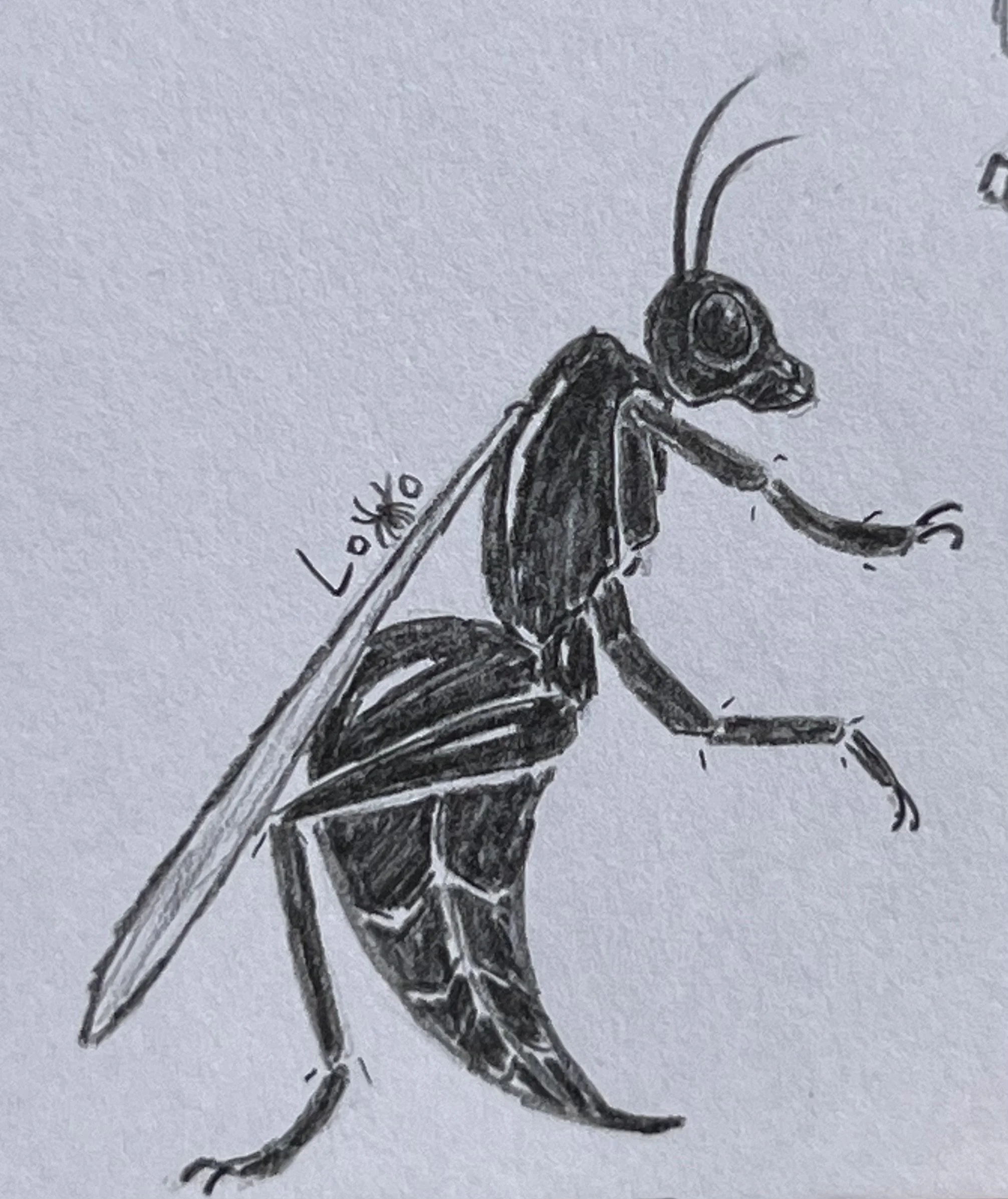 Tarantula hawk wasp