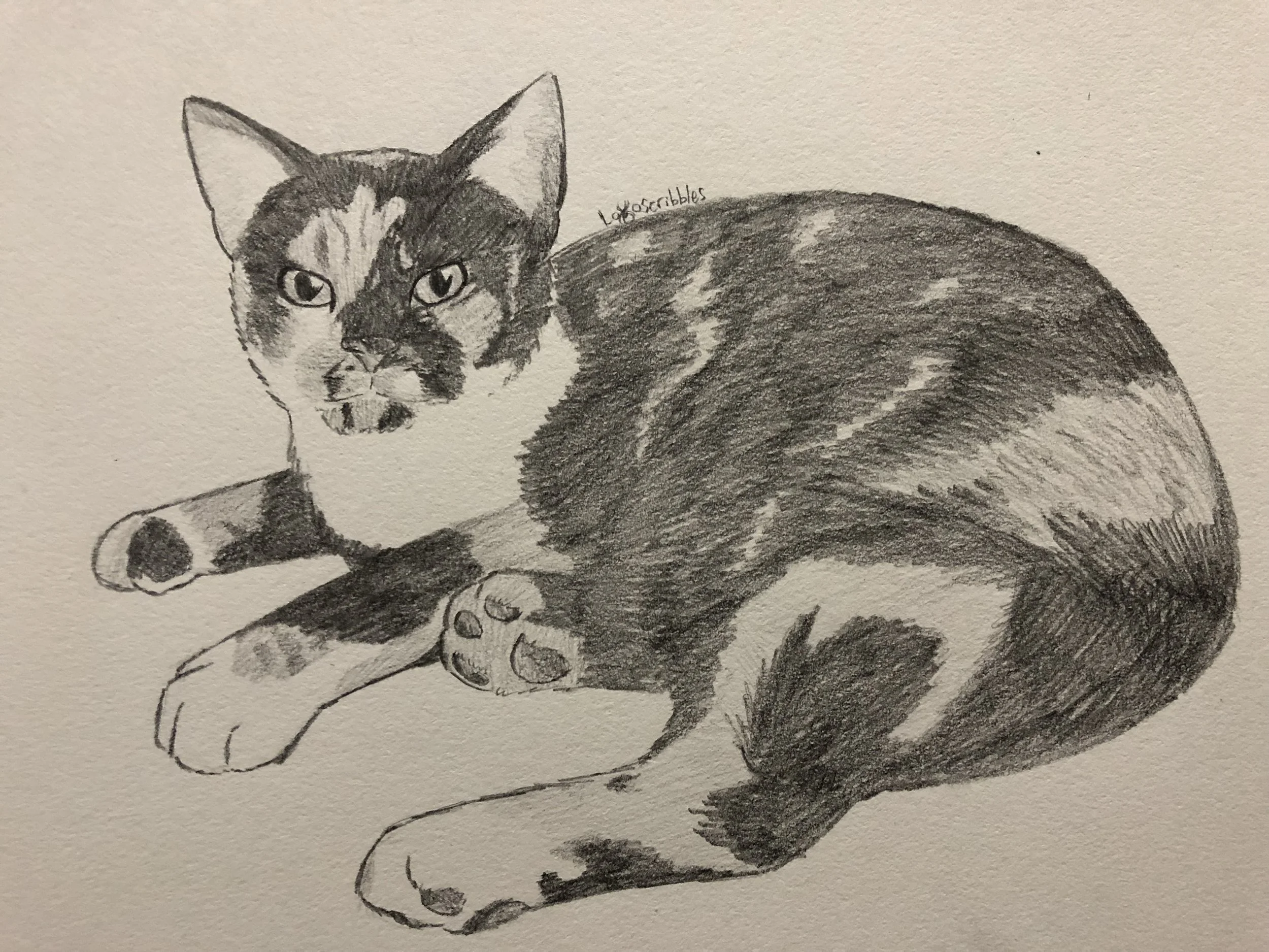 Calico cat