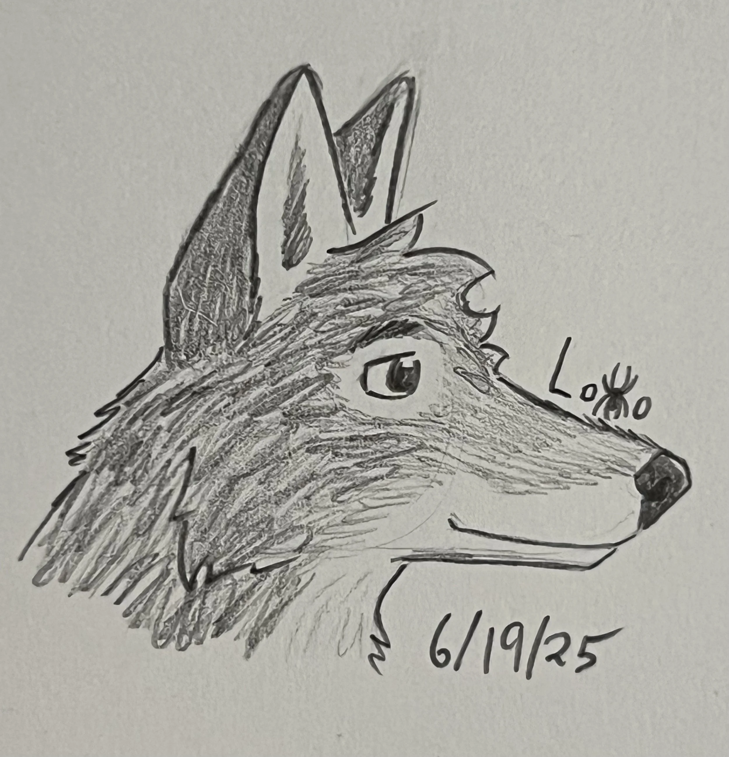 Coyote