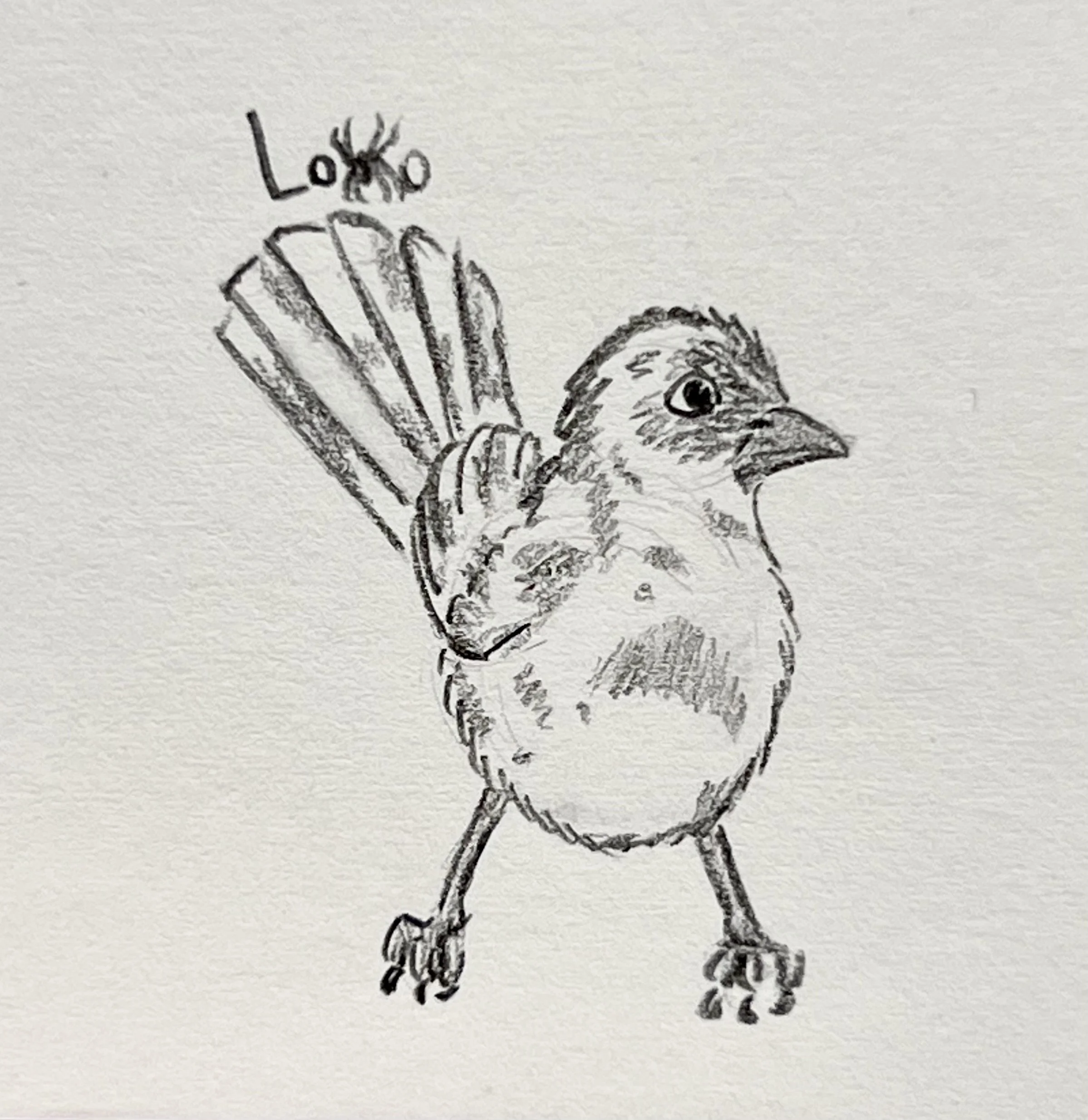 Leucistic spotted towhee