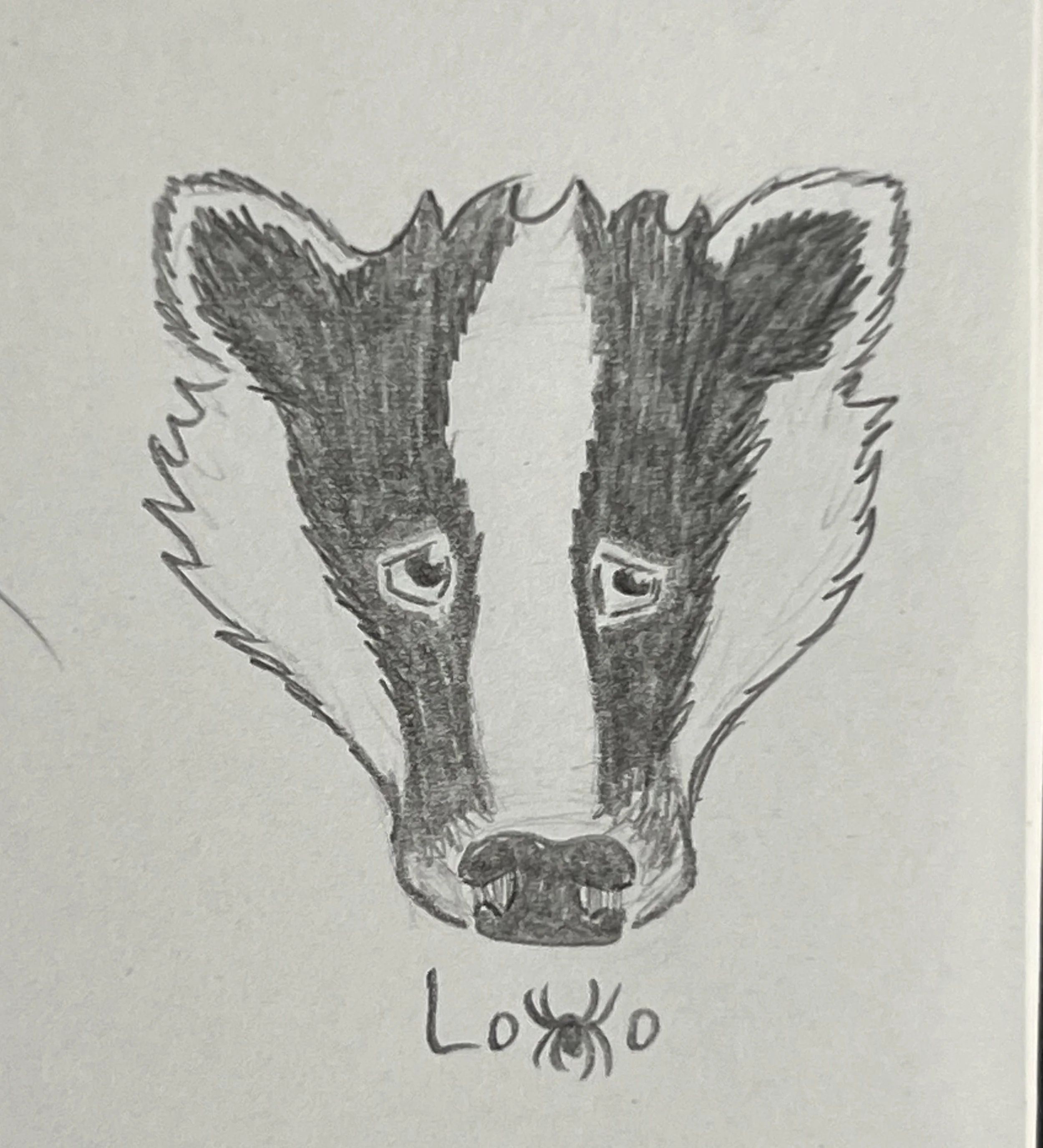 European badger