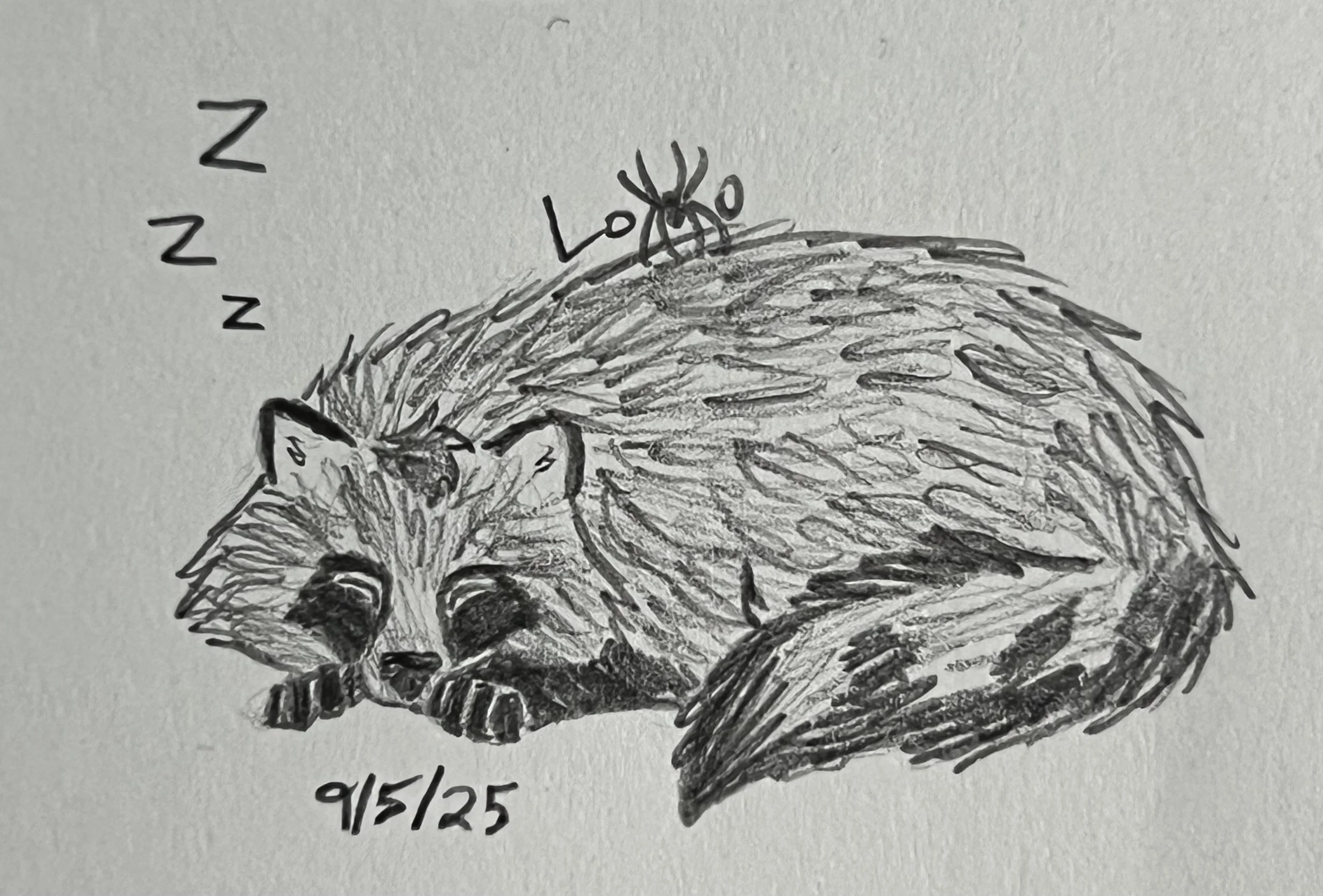 Sleeping raccoon dog (tanuki)