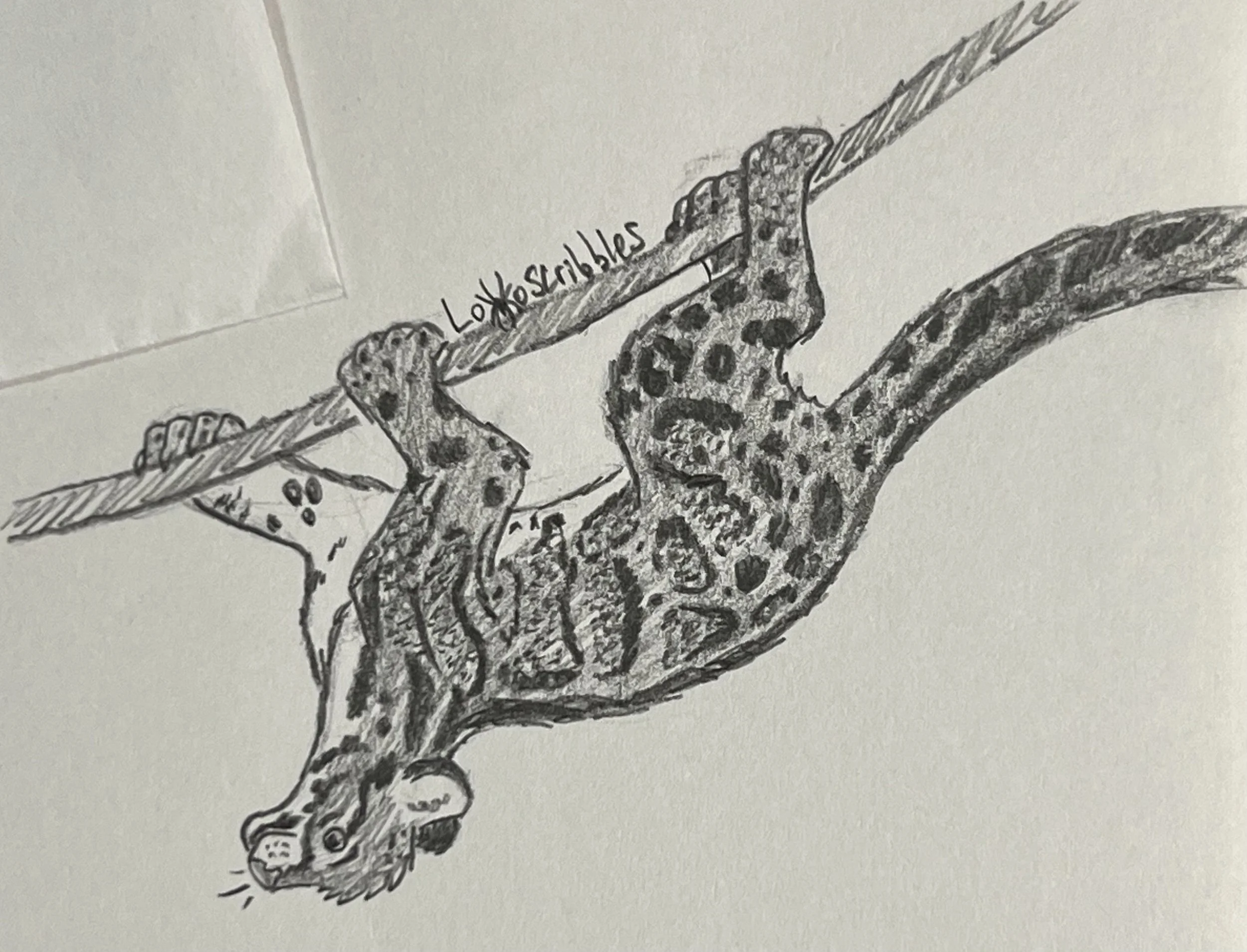 Clouded leopard climbing upside-down