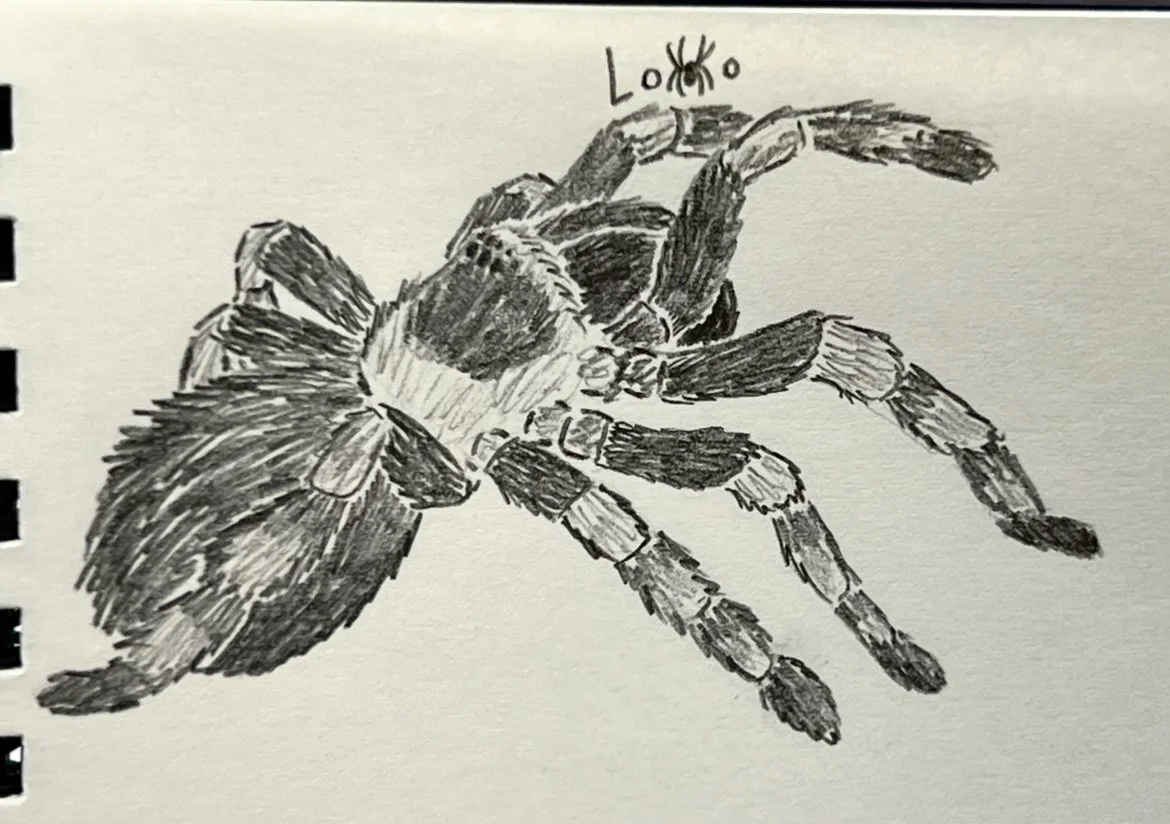 Mexican red-knee tarantula