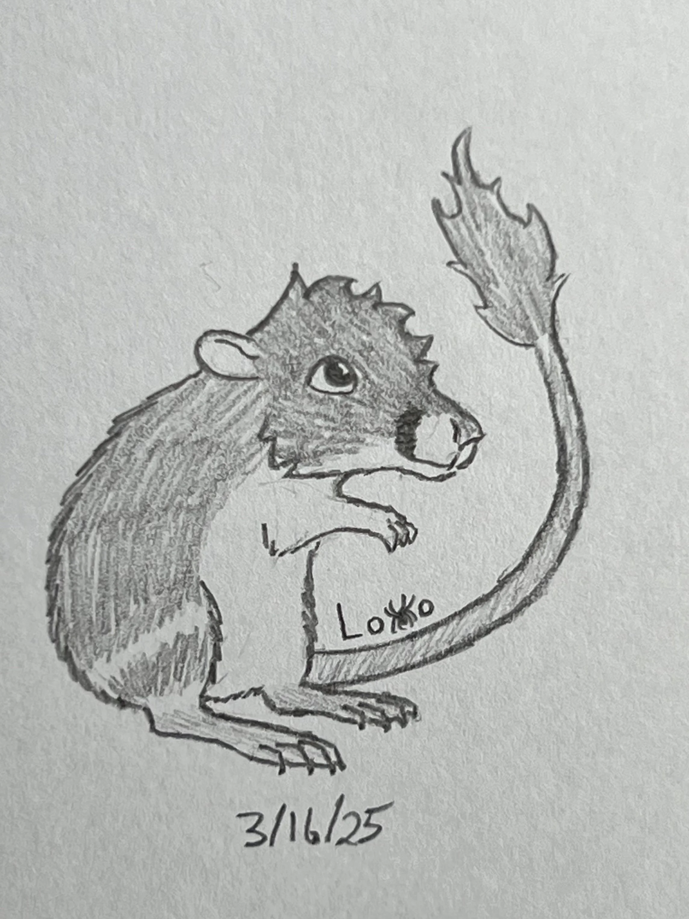 Kangaroo rat