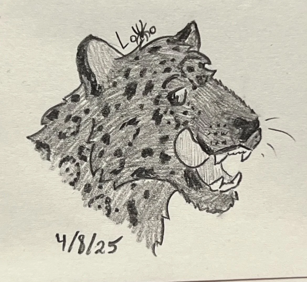 Melanistic jaguar licking his lips