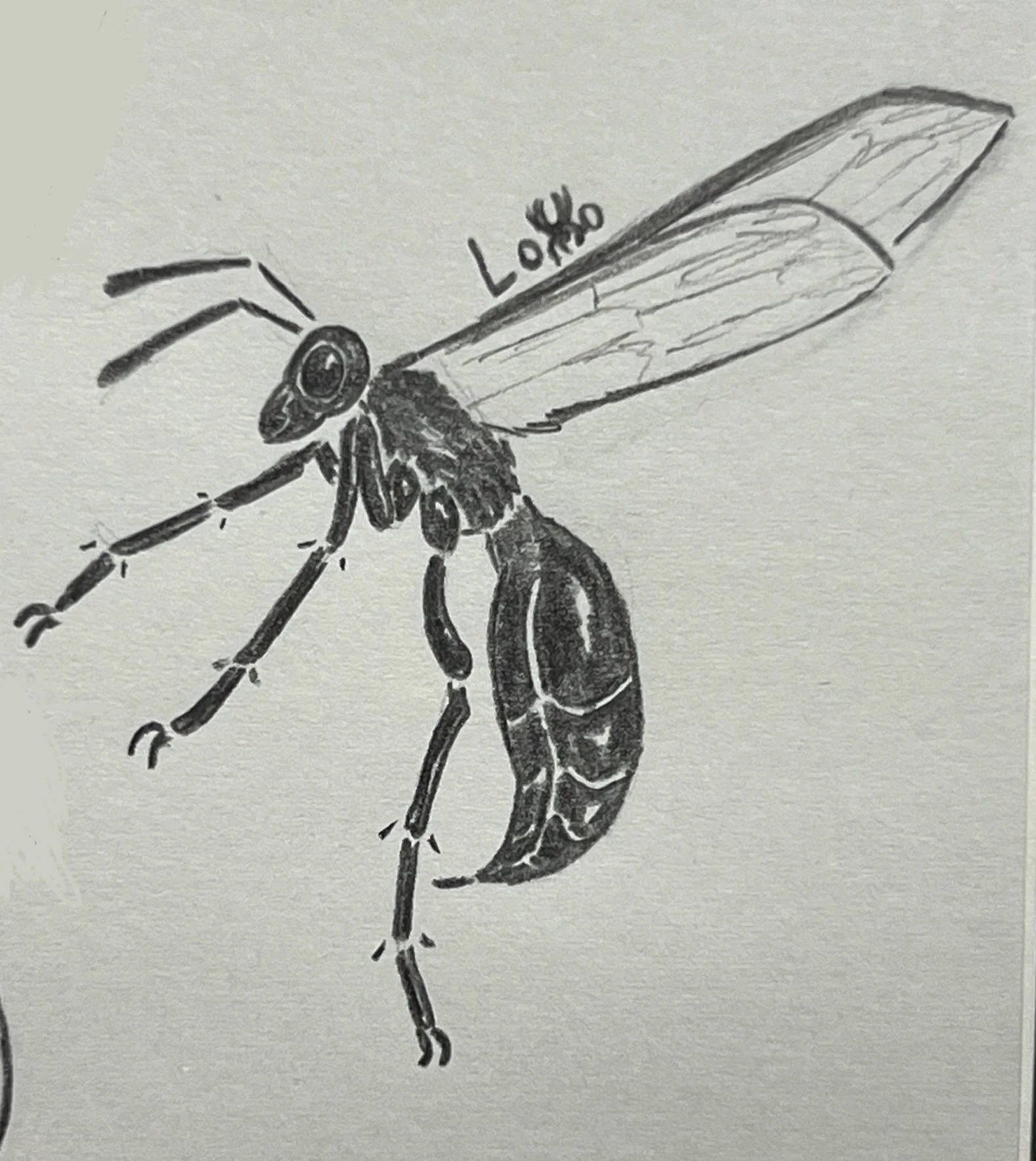 Tarantula hawk wasp