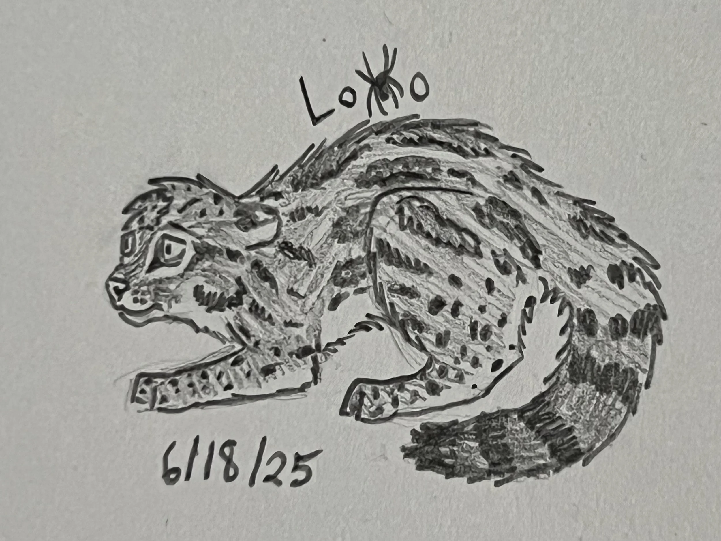 Scared ocelot