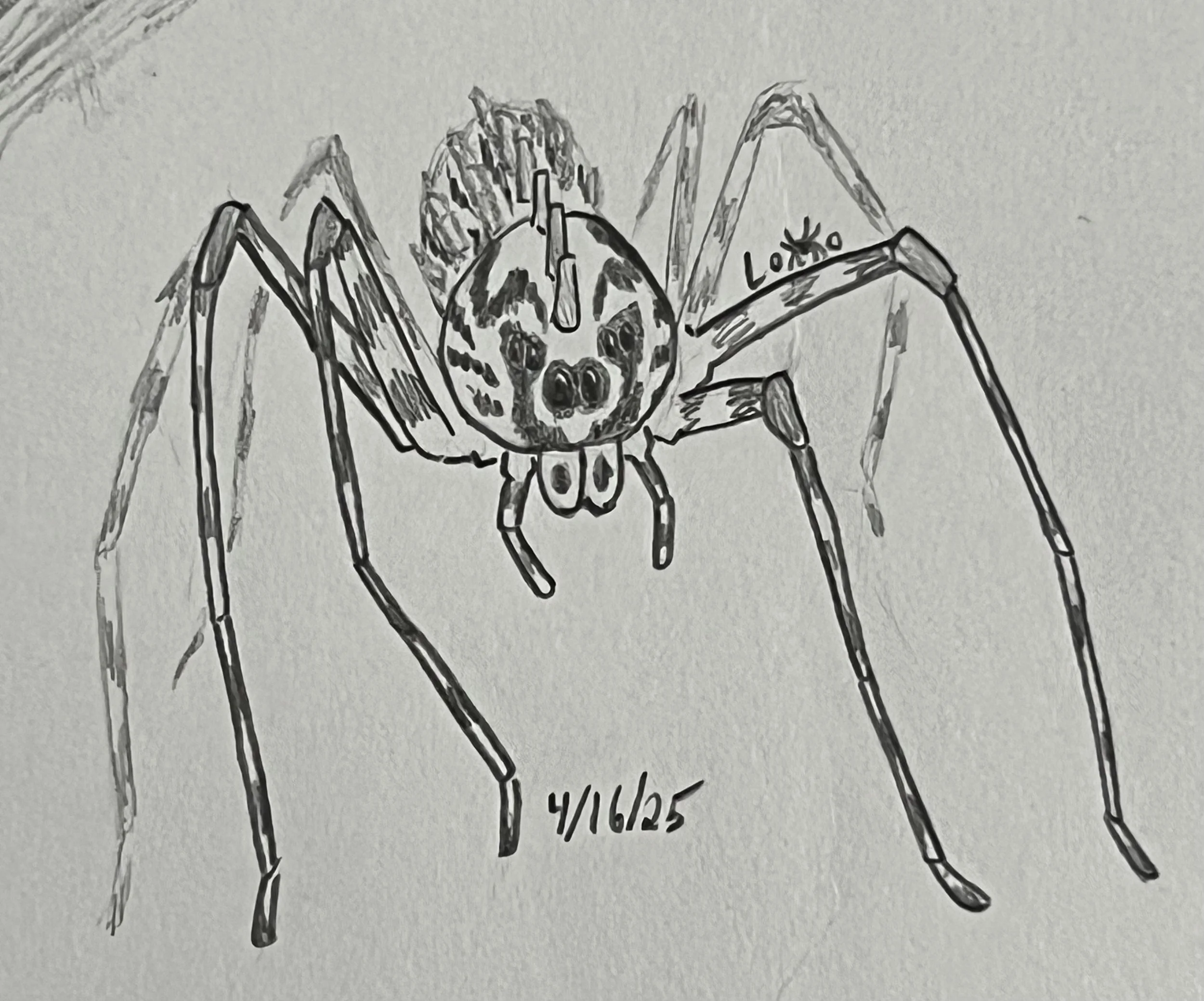 Spitting spider