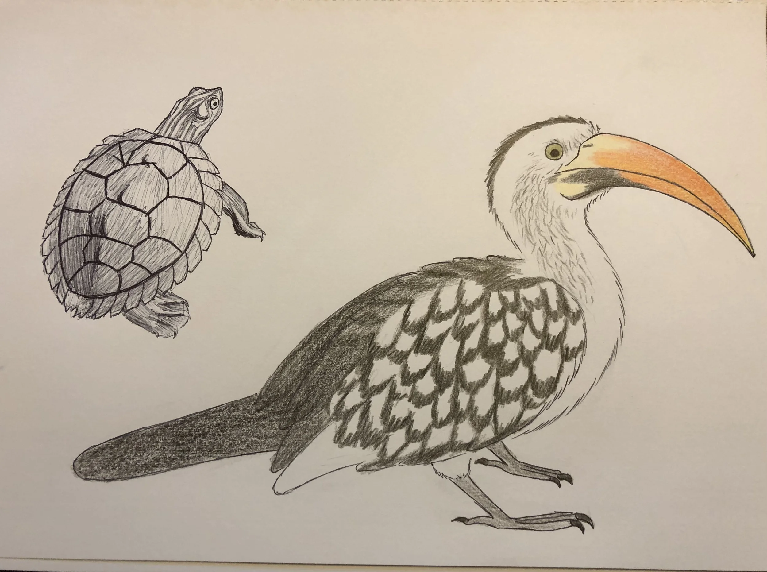 Pen sketch of a map turtle and colored pencil drawing of an African red-billed hornbill