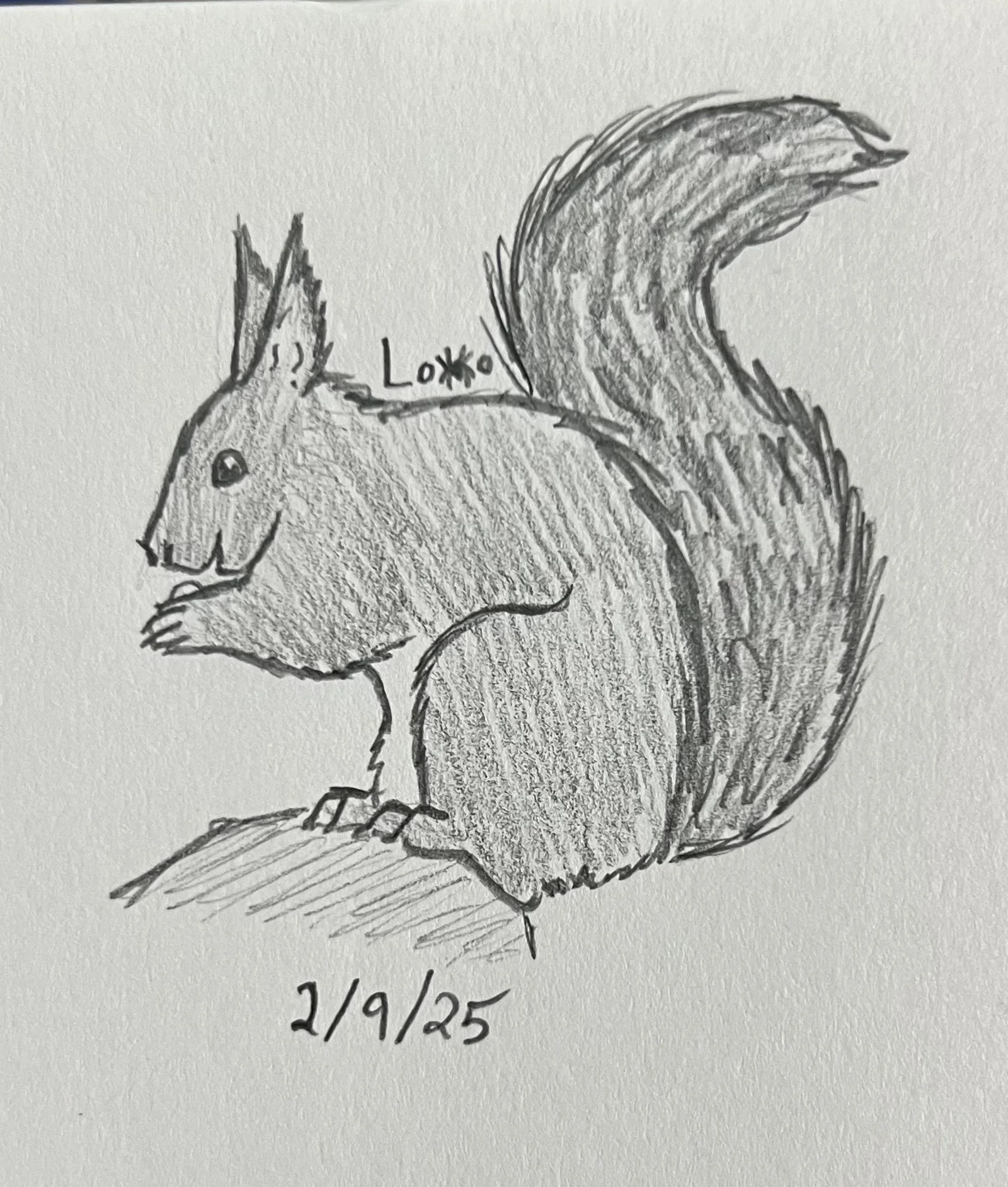 Red squirrel
