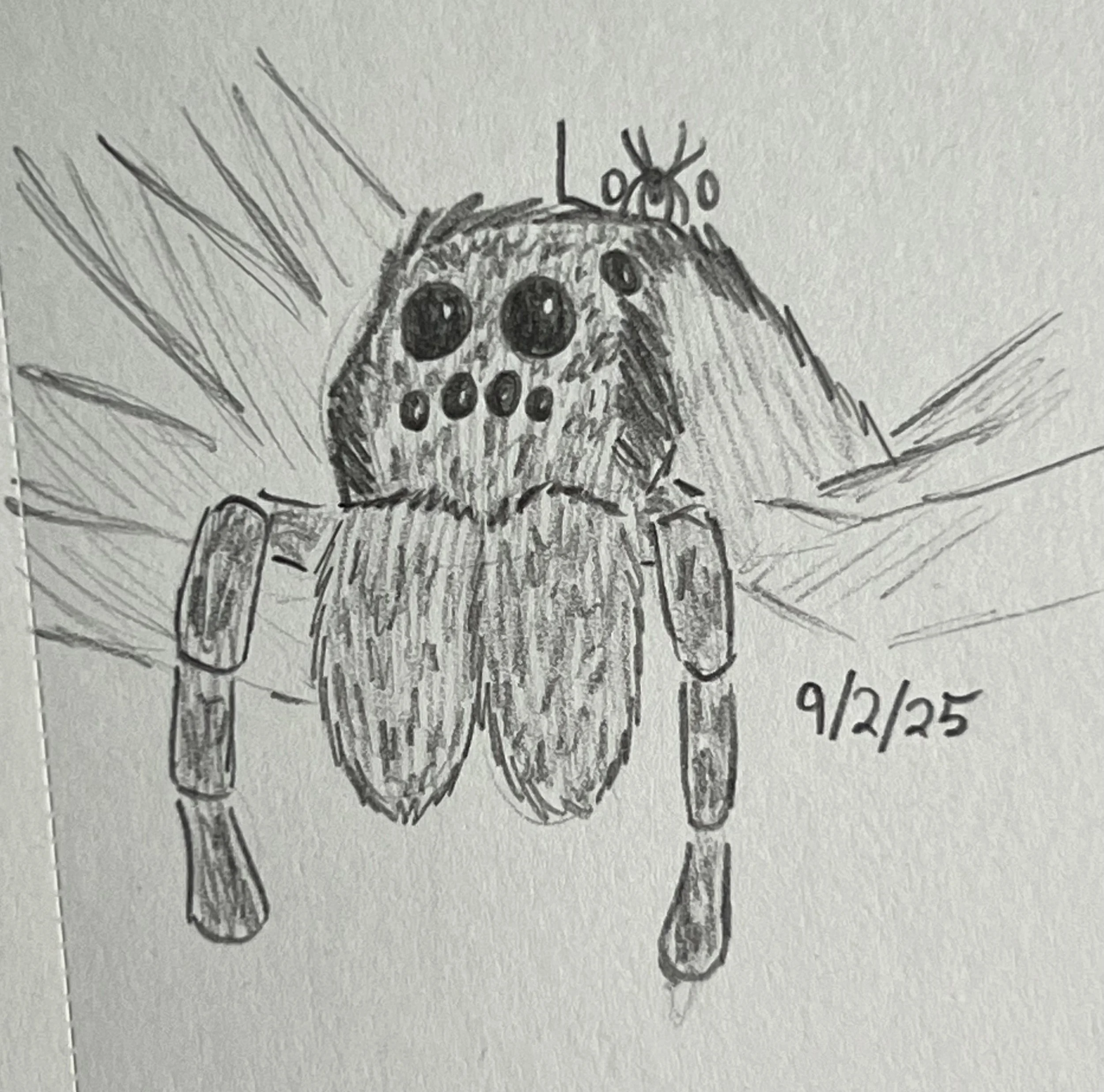 Wolf spider