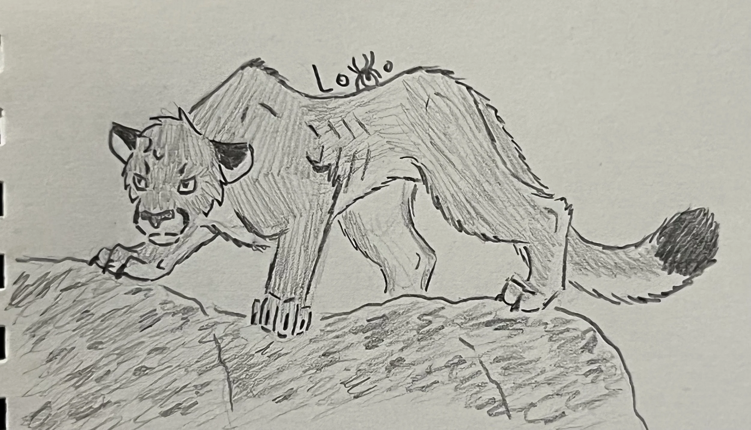 Cougar crouching on a boulder