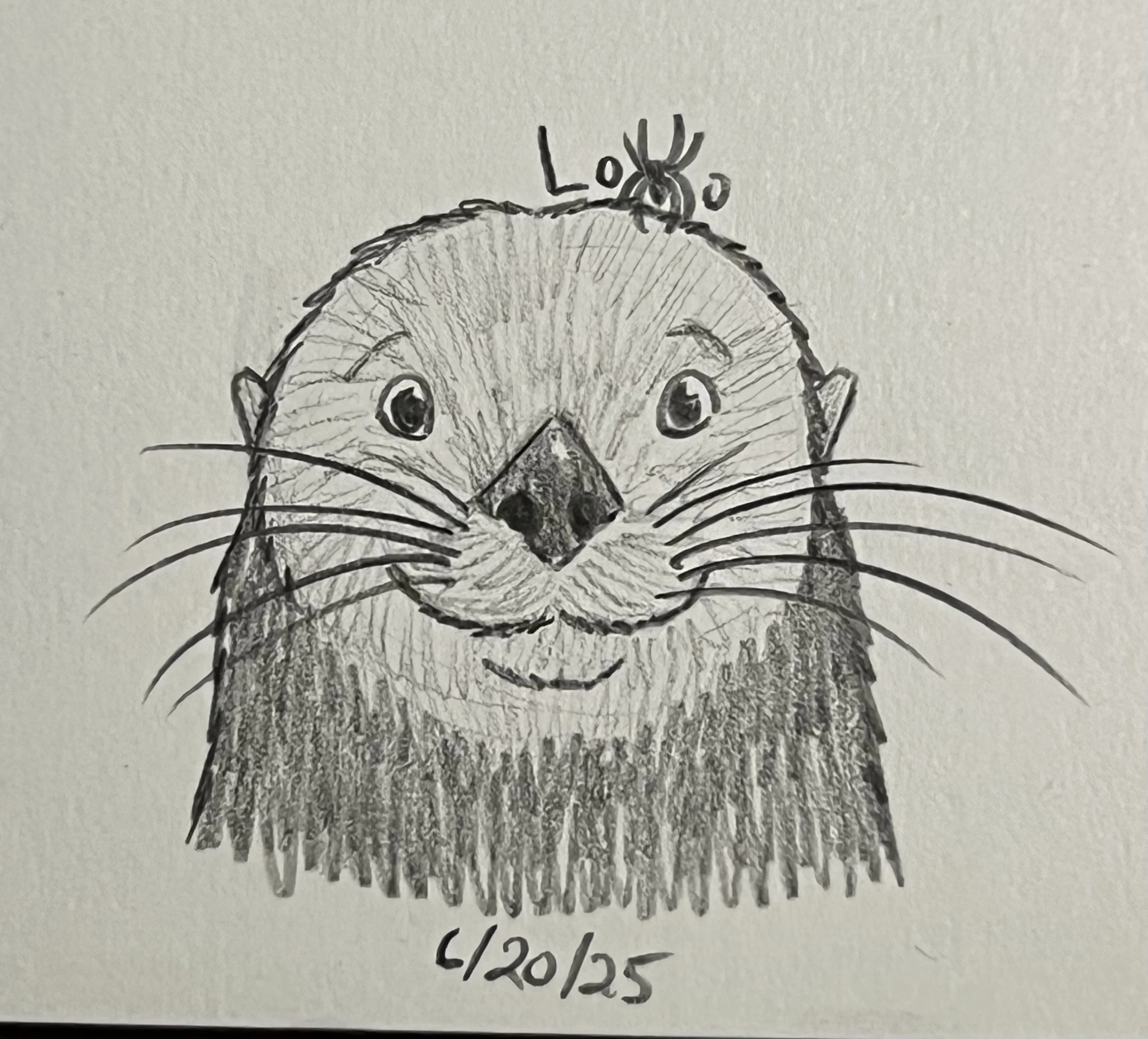 Sea otter