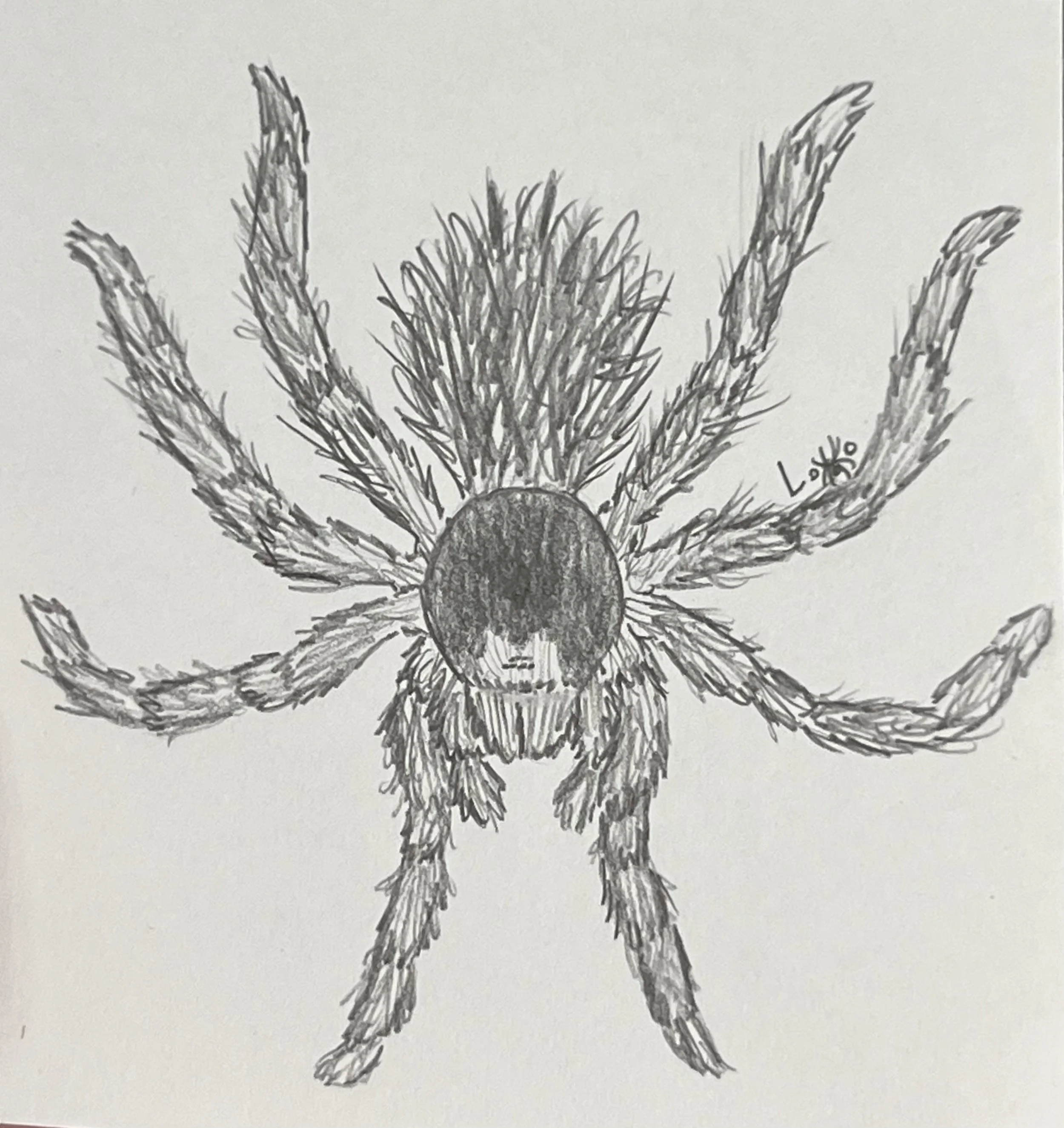 Curly-hair tarantula