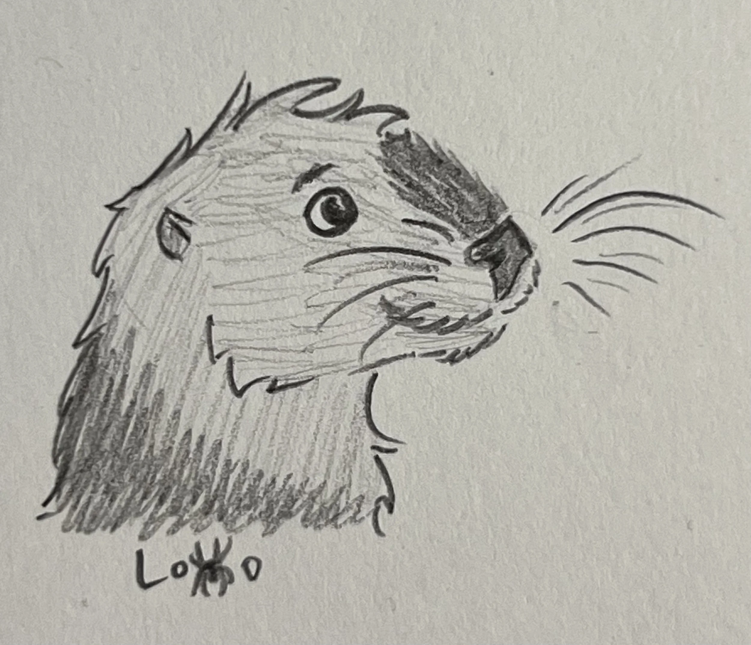 Sea otter