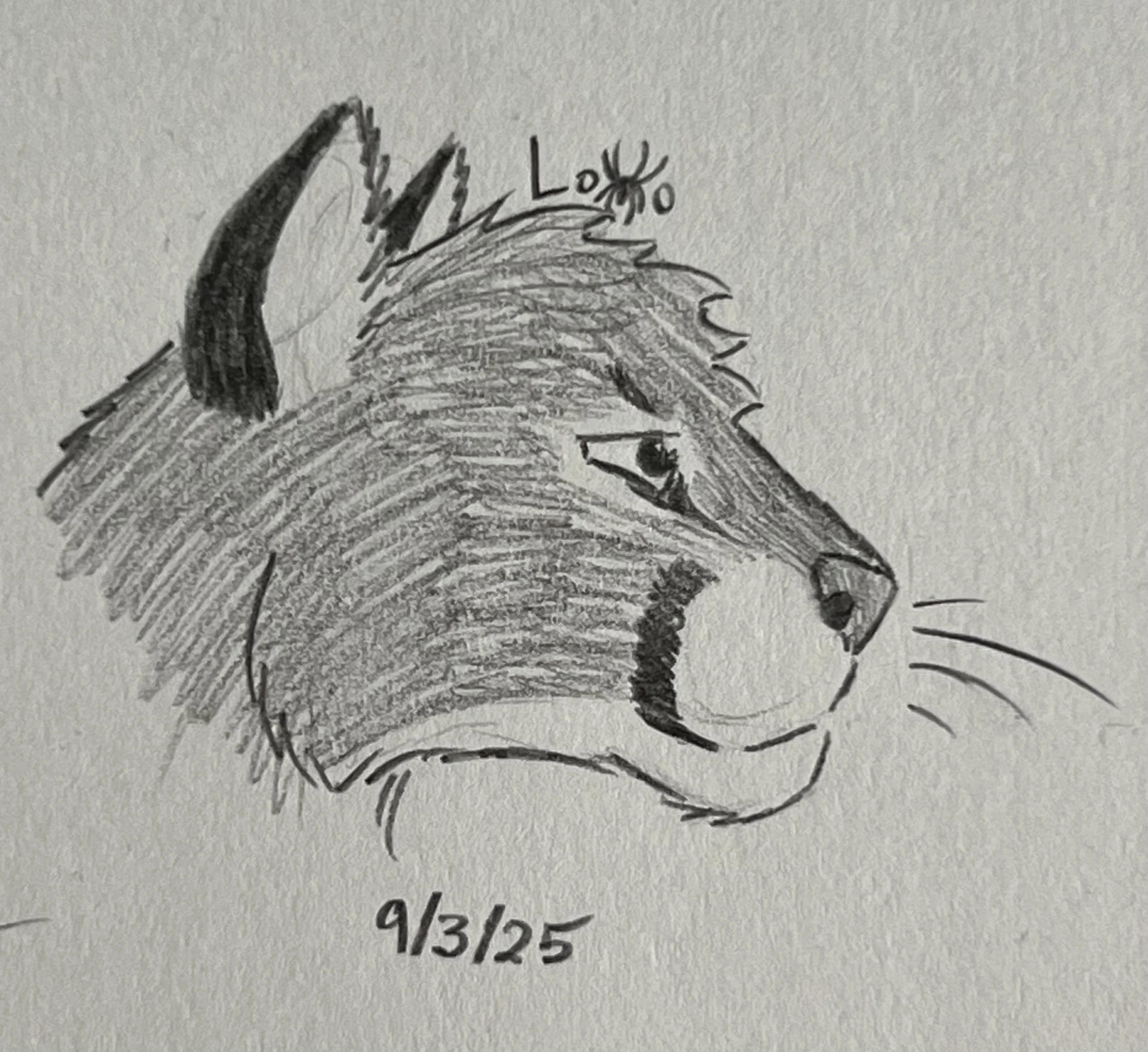 Cougar