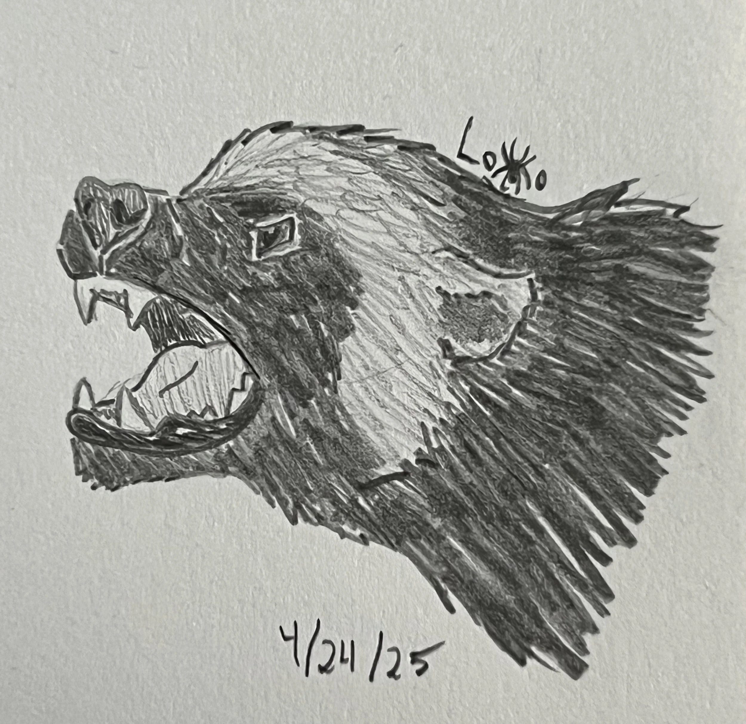 Snarling wolverine
