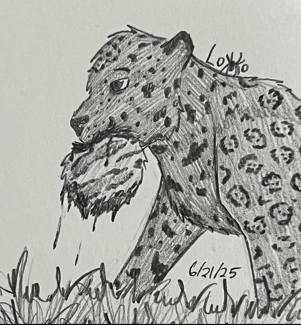 Melanistic jaguar that hunted an ocelot
