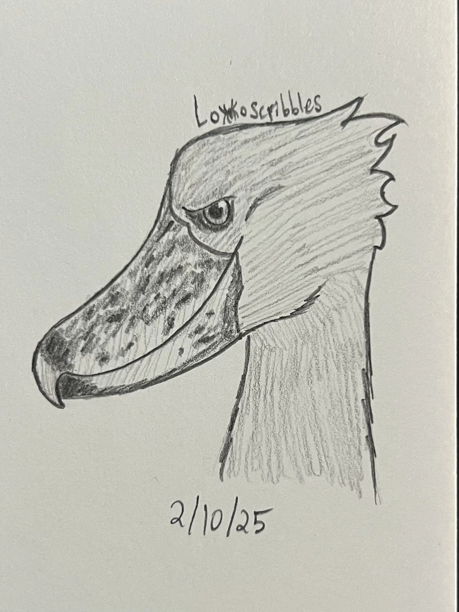 Shoebill stork