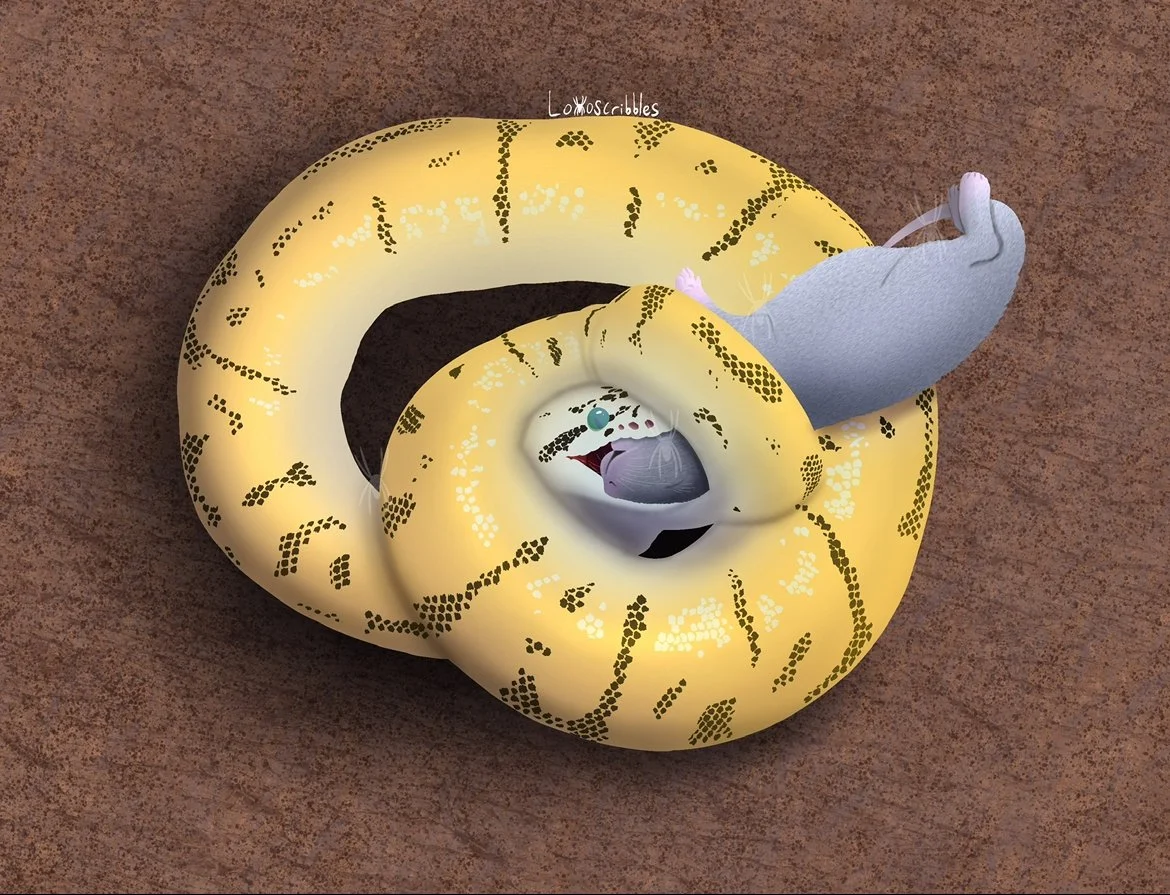 Lineless drawing of a ball python eating a rat