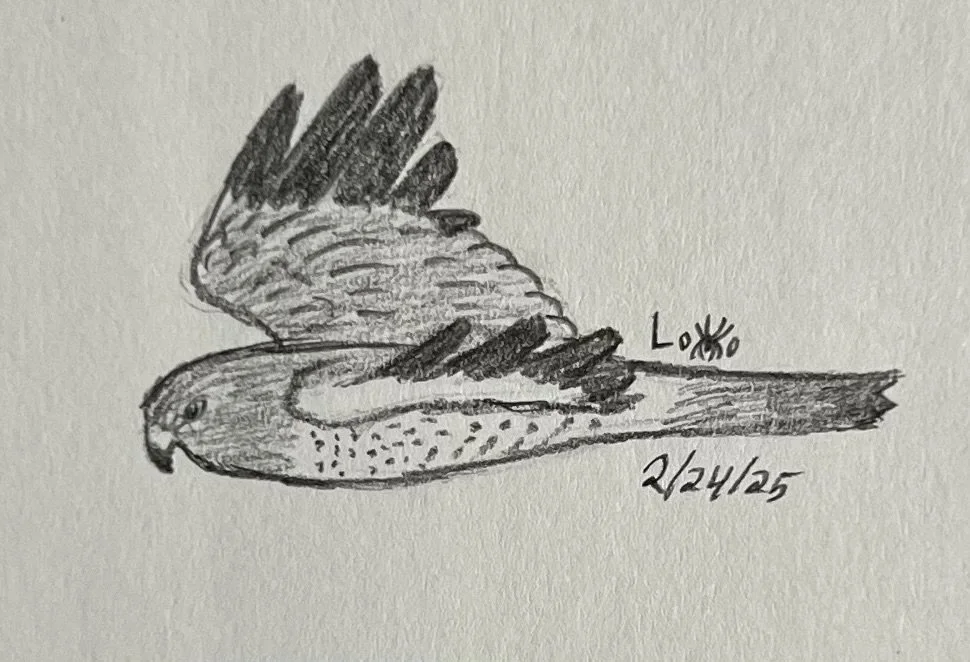 A male northern harrier in flight