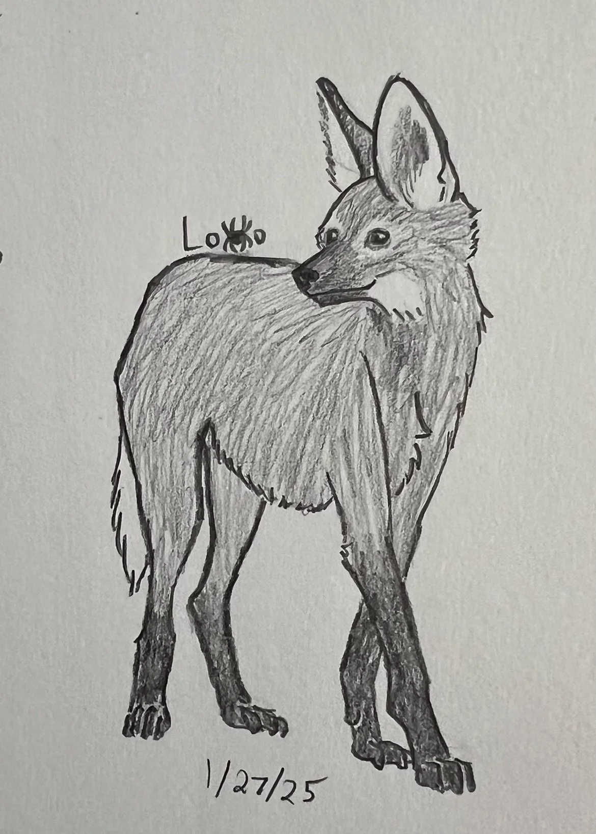Maned wolf