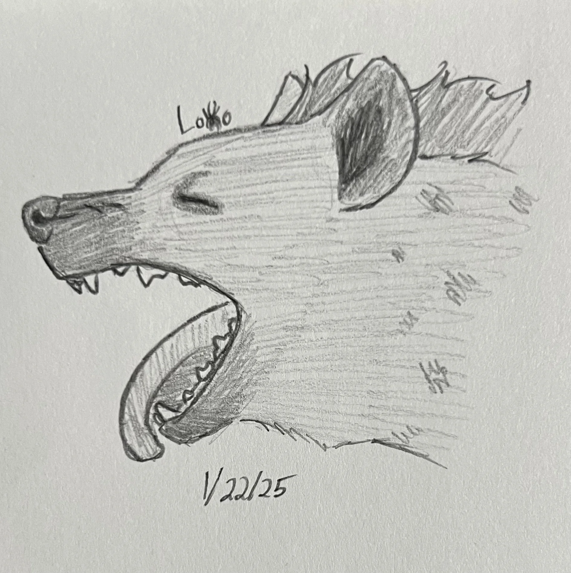 Yawning hyena