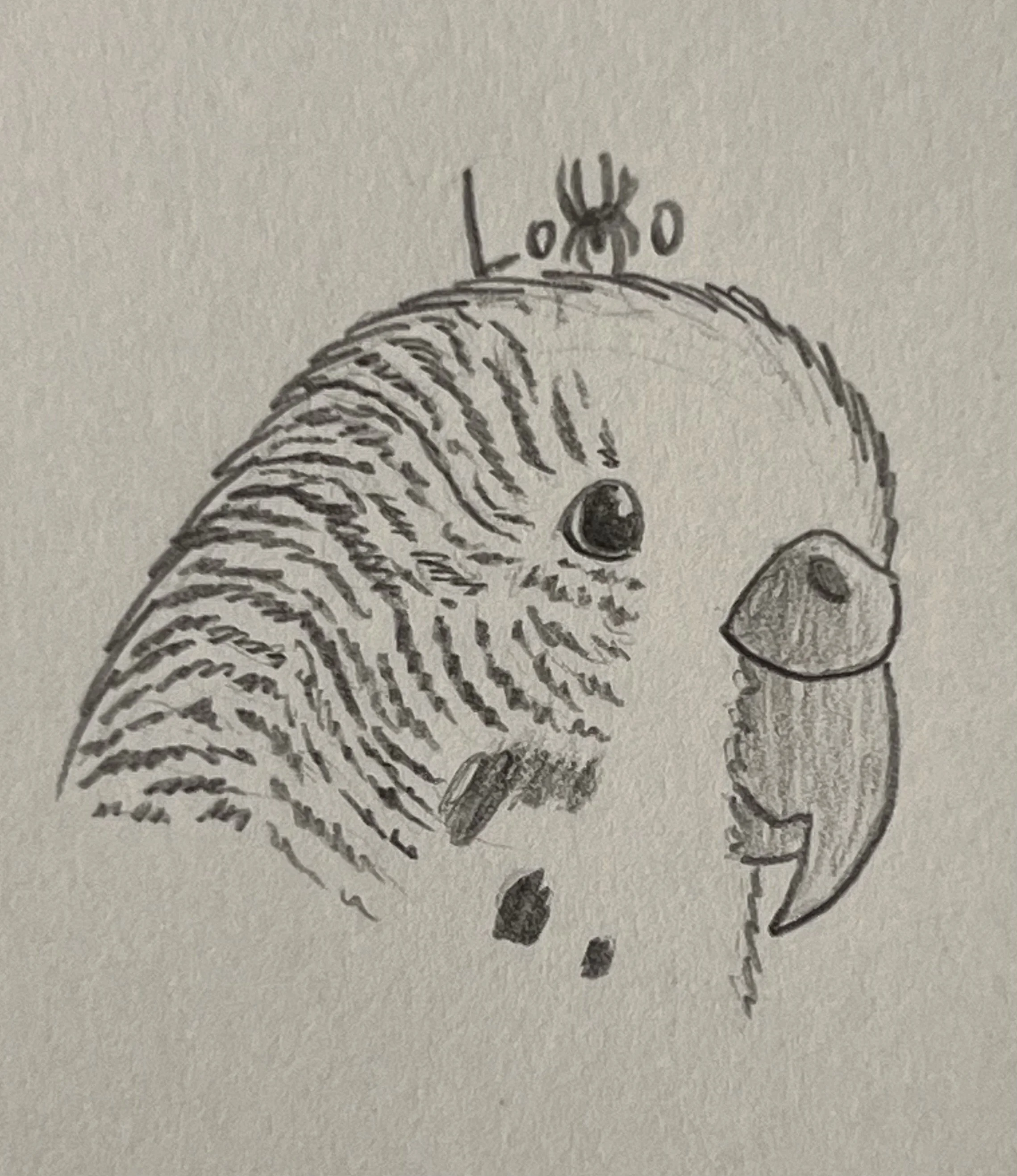 Parakeet/Budgeriar