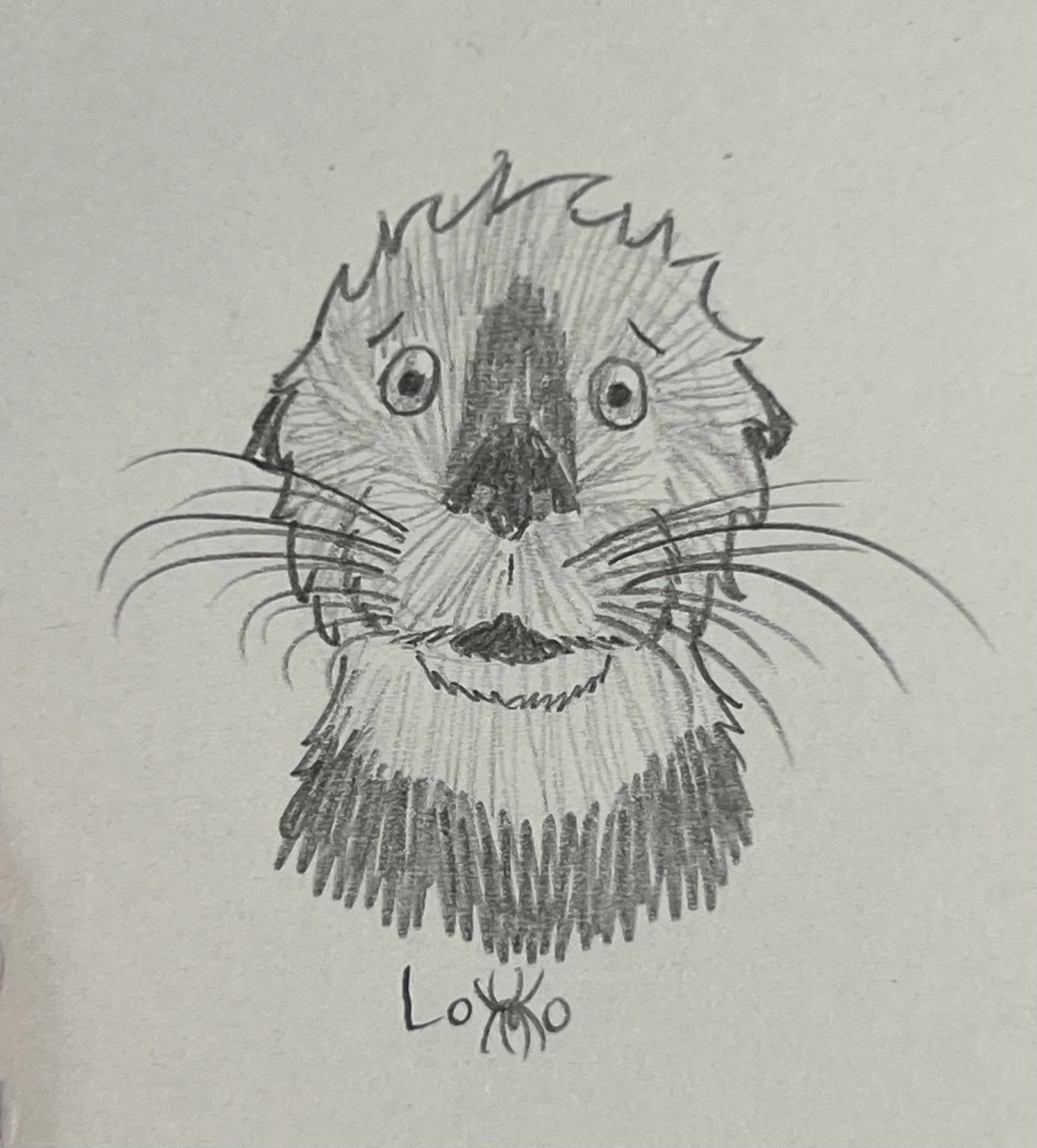Startled sea otter