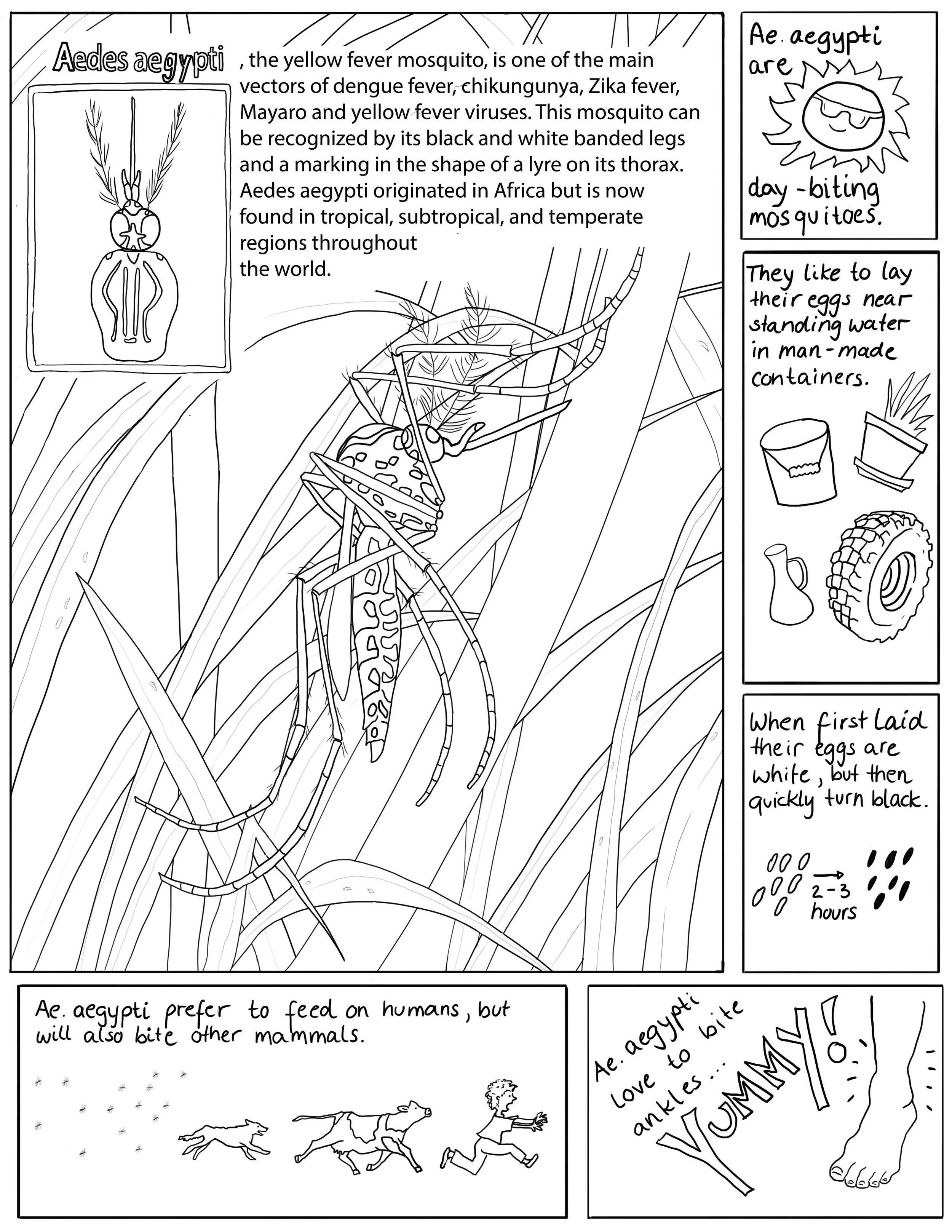 Educational comic about the Aedes aegypti mosquito, showing its appearance, behavior, and diet, including illustrations of the mosquito, its eggs, and animals it bites.