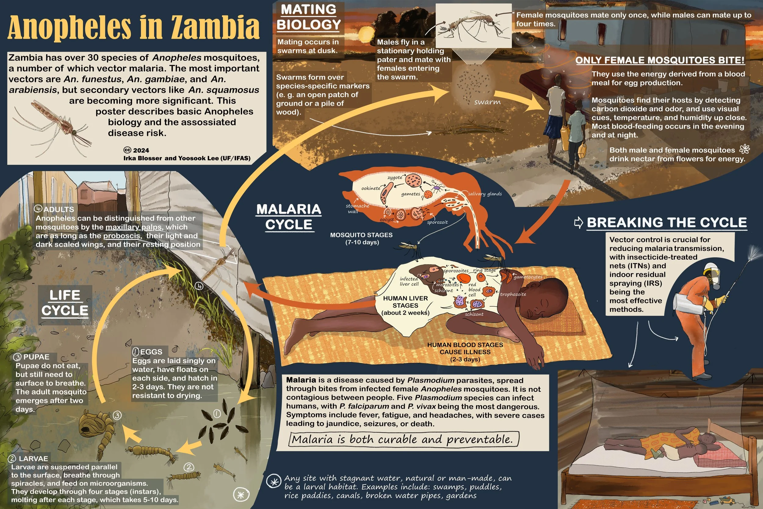 Infographic about Anopheles mosquitoes in Zambia, depicting their biology, life cycle, and malaria transmission, including details about mating behavior, distinct features of adult mosquitoes, the mosquito's life stages (egg, larva, pupa, adult), and methods to break the malaria cycle through vector control techniques.