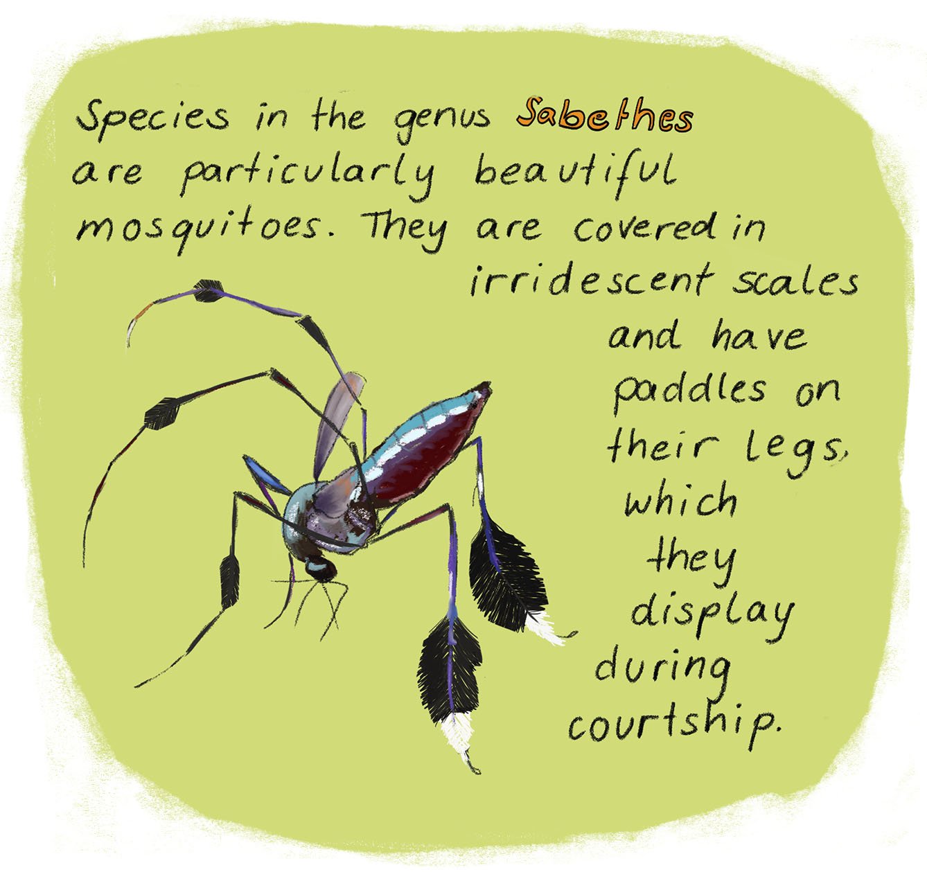 Illustration of a mosquito with iridescent scales and paddles on legs, accompanied by handwritten note describing the species in the genus Sabethes.
