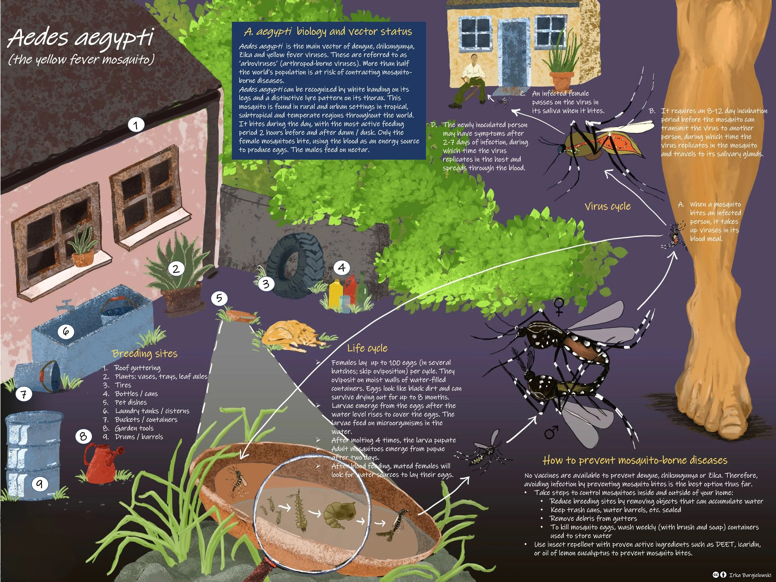 An educational illustration about Aedes aegypti mosquitoes, their biology, life cycle, breeding sites, and how to prevent mosquito-borne diseases. Features include a house exterior, breeding sites like tires and containers, a mosquito, a female host, and a diagram showing the virus cycle and mosquito life stages.