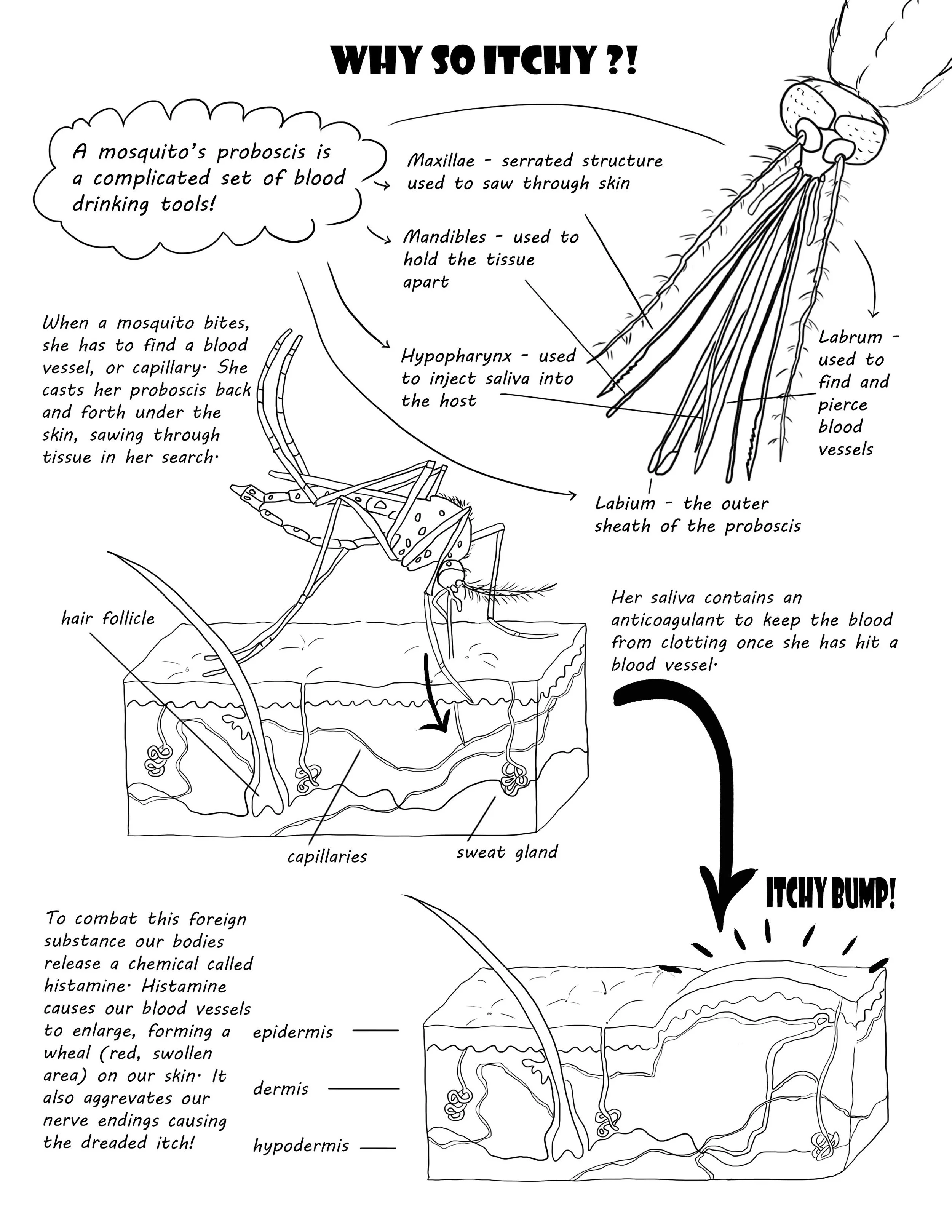 A detailed diagram explaining why mosquito bites cause itchy bumps. It shows the mosquito's proboscis, including the maxillae, mandibles, hypopharynx, labrum, and labium, used to find, pierce blood vessels, inject saliva, and draw blood. The mosquito's blood feeding process involves capillaries, sweat glands, and hair follicles in human skin. The diagram also describes how histamine release causes blood vessel swelling, leading to itchy bumps.