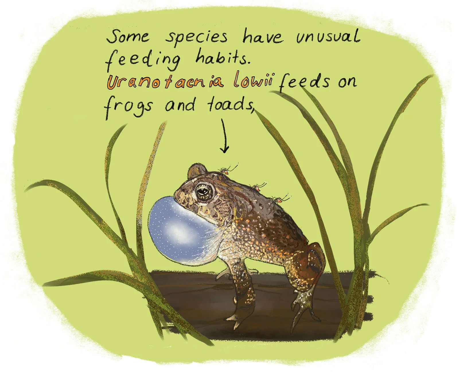Illustration of a toad with a bubble of water or slime on its mouth and small flies on its back, surrounded by grass. Handwritten text explains that some species, including the uranotacnia lowii, have unusual feeding habits, feeding on frogs and toads.