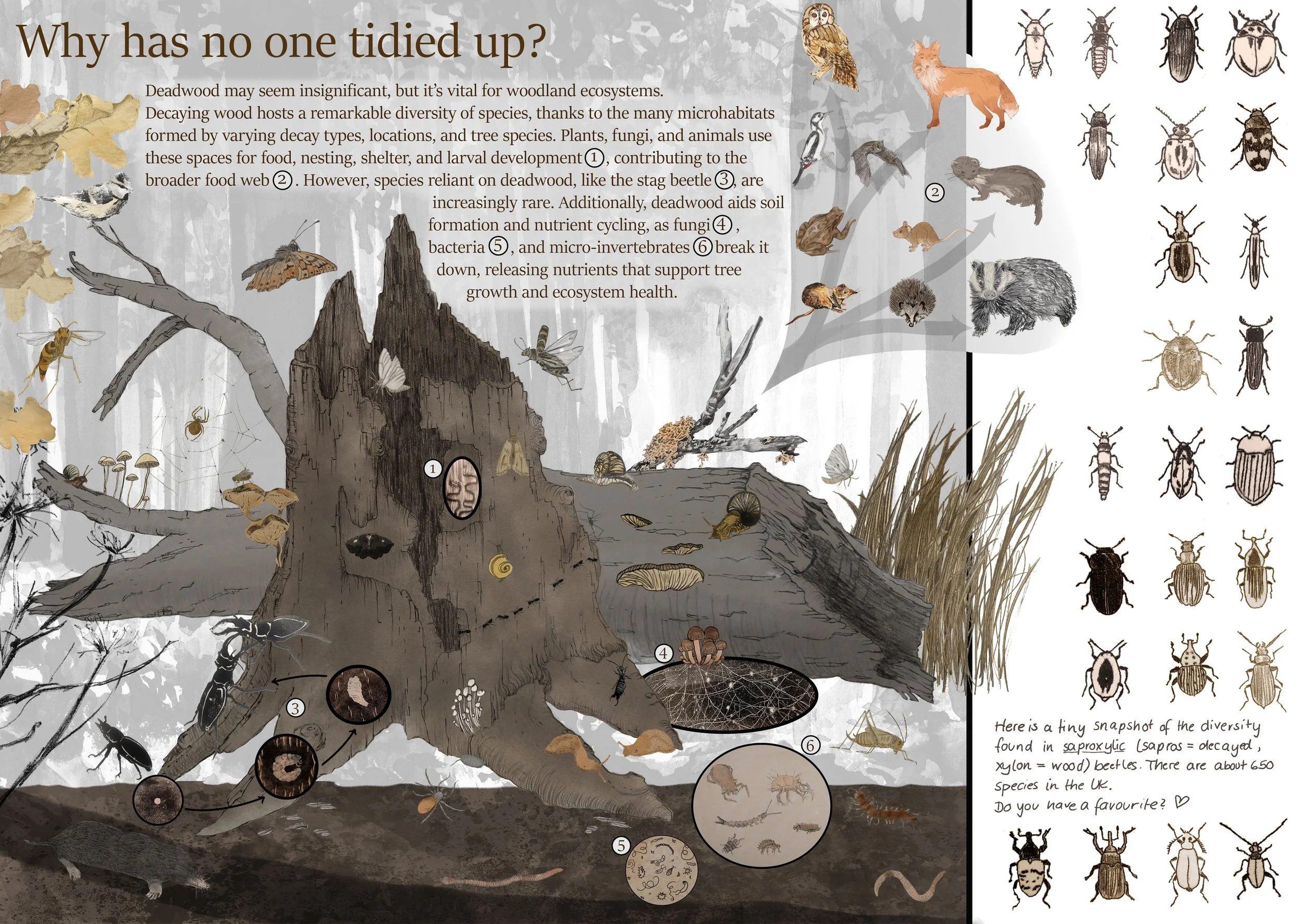 Illustration of a decayed tree trunk with various insects, fungi, and animals around it, highlighting woodland ecosystem components like beetles, fungi, moss, wood-boring insects, and soil microorganisms.