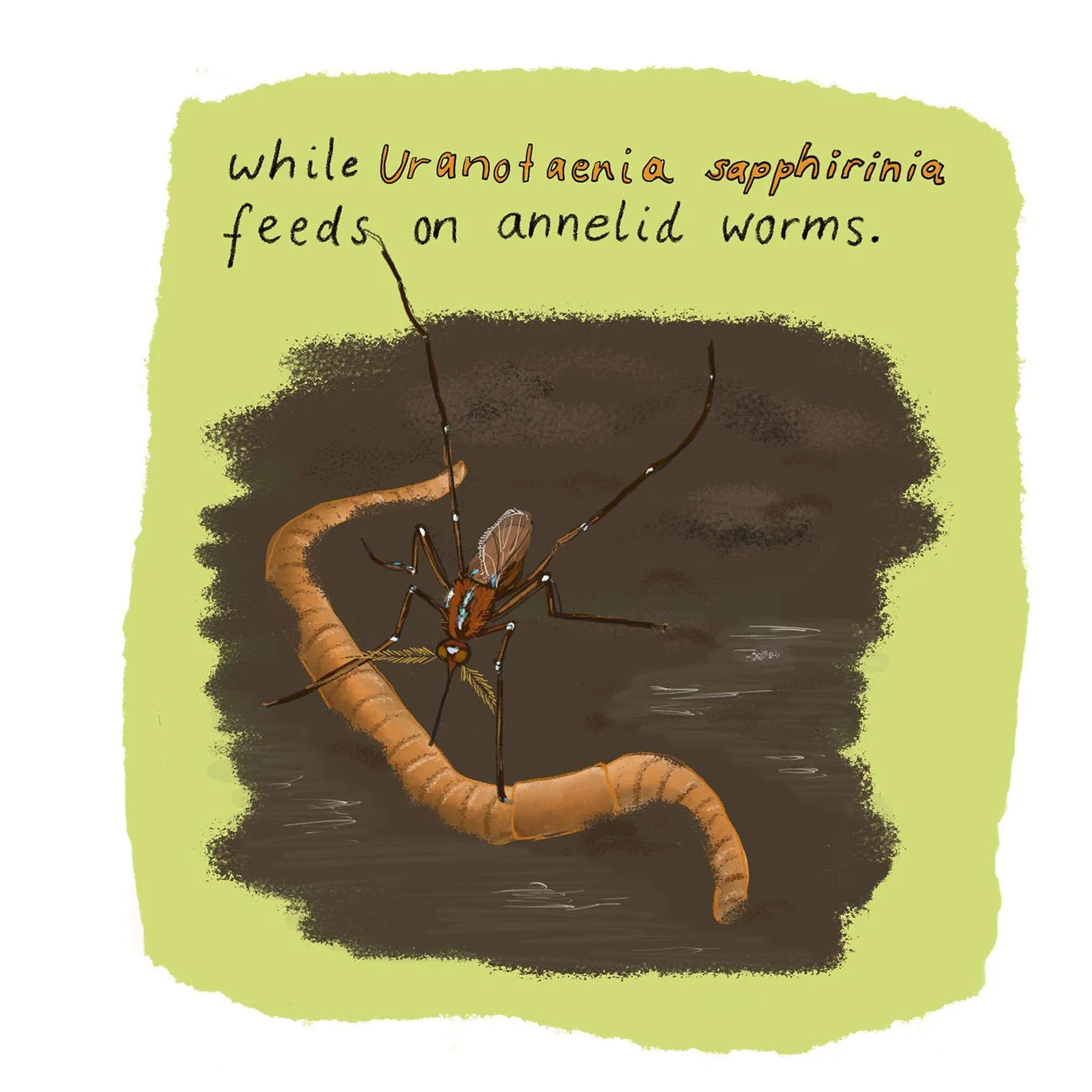 An illustration of a mosquito feeding on an annelid worm, with a green background and handwritten text explaining the interaction.