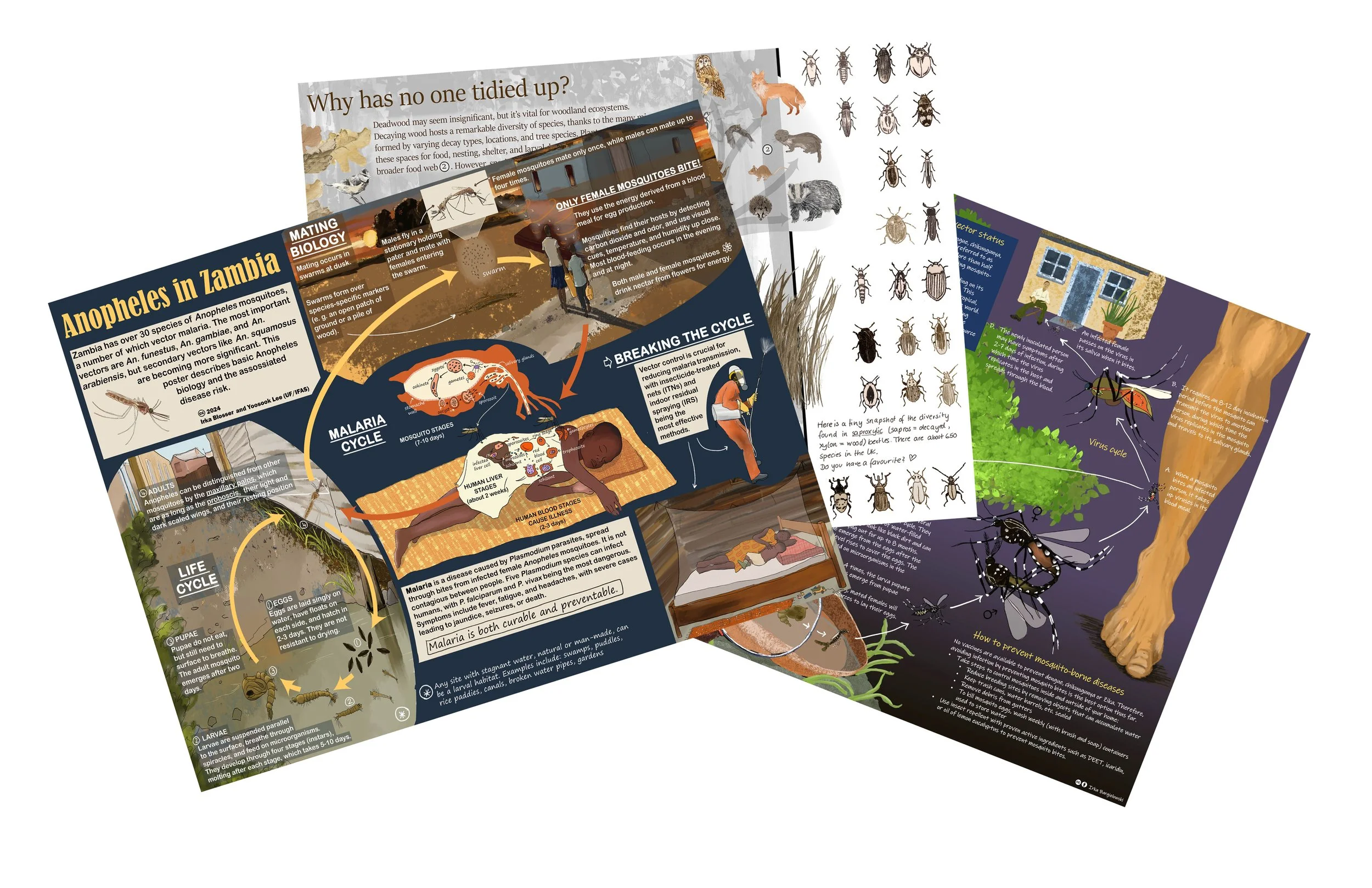 An informational flyer about mosquitoes, their life cycle, and how to prevent mosquito-borne diseases, including illustrations of mosquito stages, types, and behaviors.