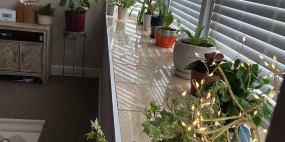 A windowsill with various potted plants and fairy lights reflecting on the surface in Hands of My Ancestors massage room in Folsom, CA