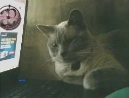 Website Review / Proofing