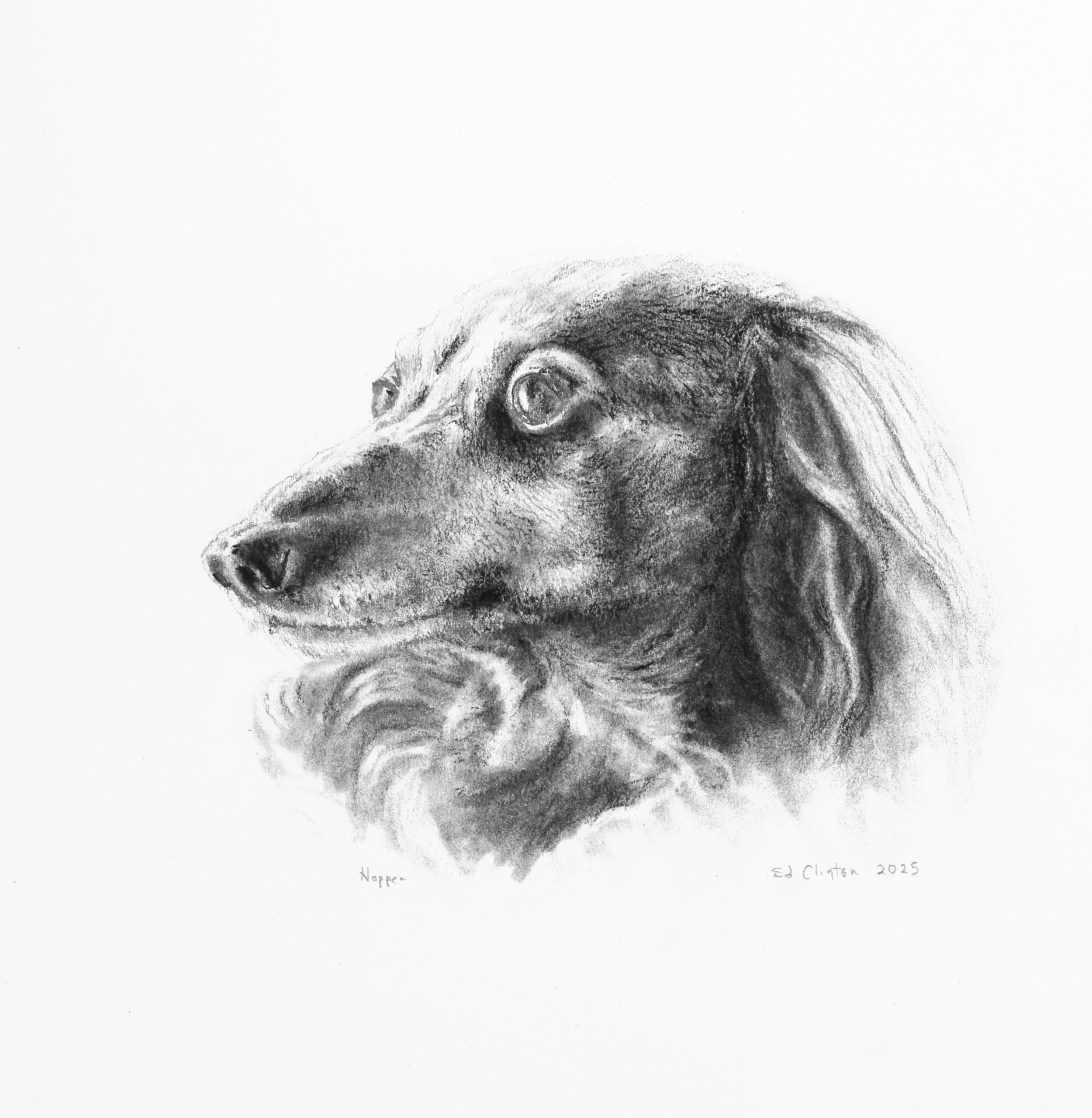 Black and white realistic pencil drawing of a dog, looking to the left, with detailed fur and expression.