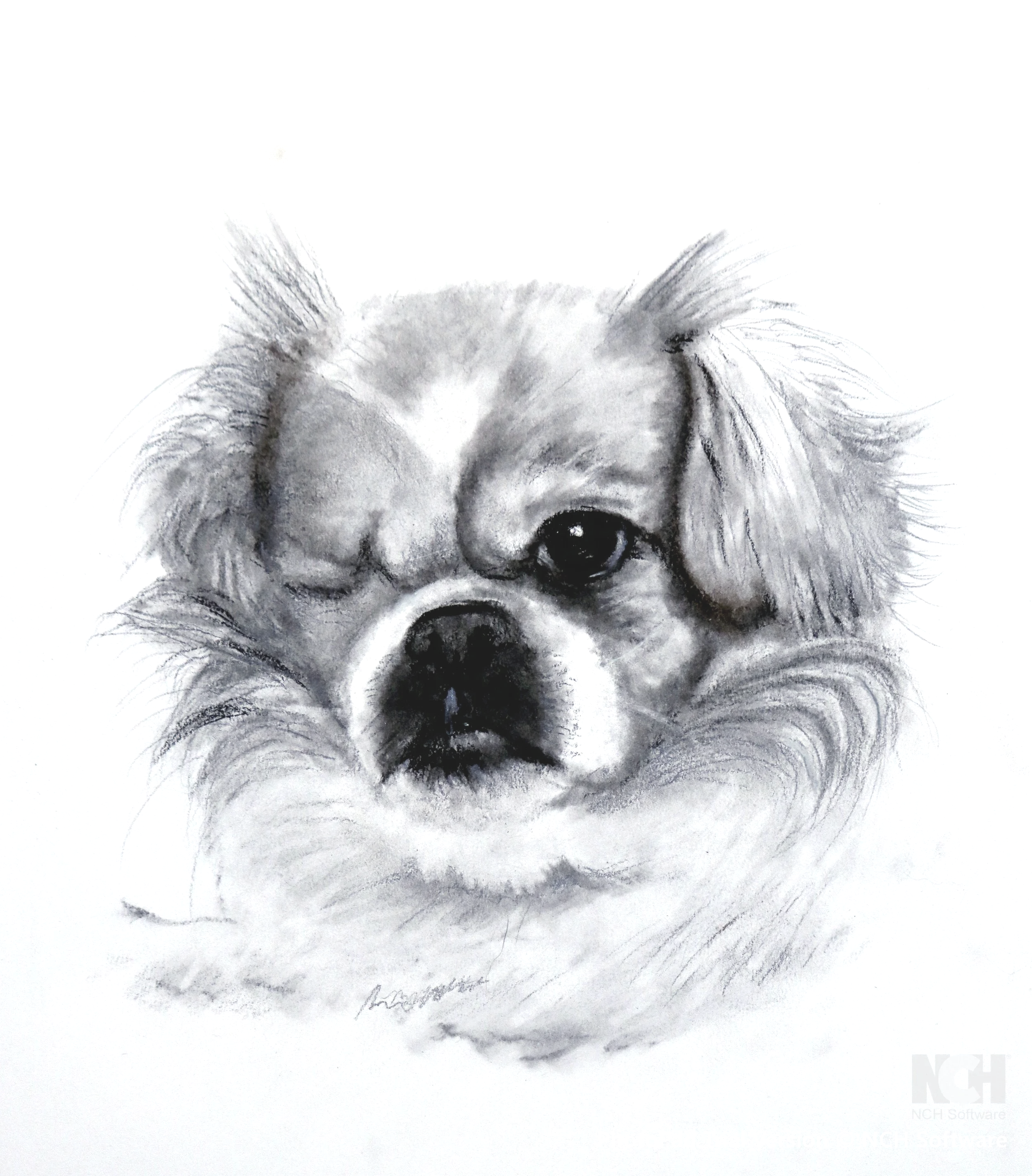 Black and white pencil sketch of a small dog, possibly a Chihuahua, with one eye closed and winking, surrounded by detailed fur.