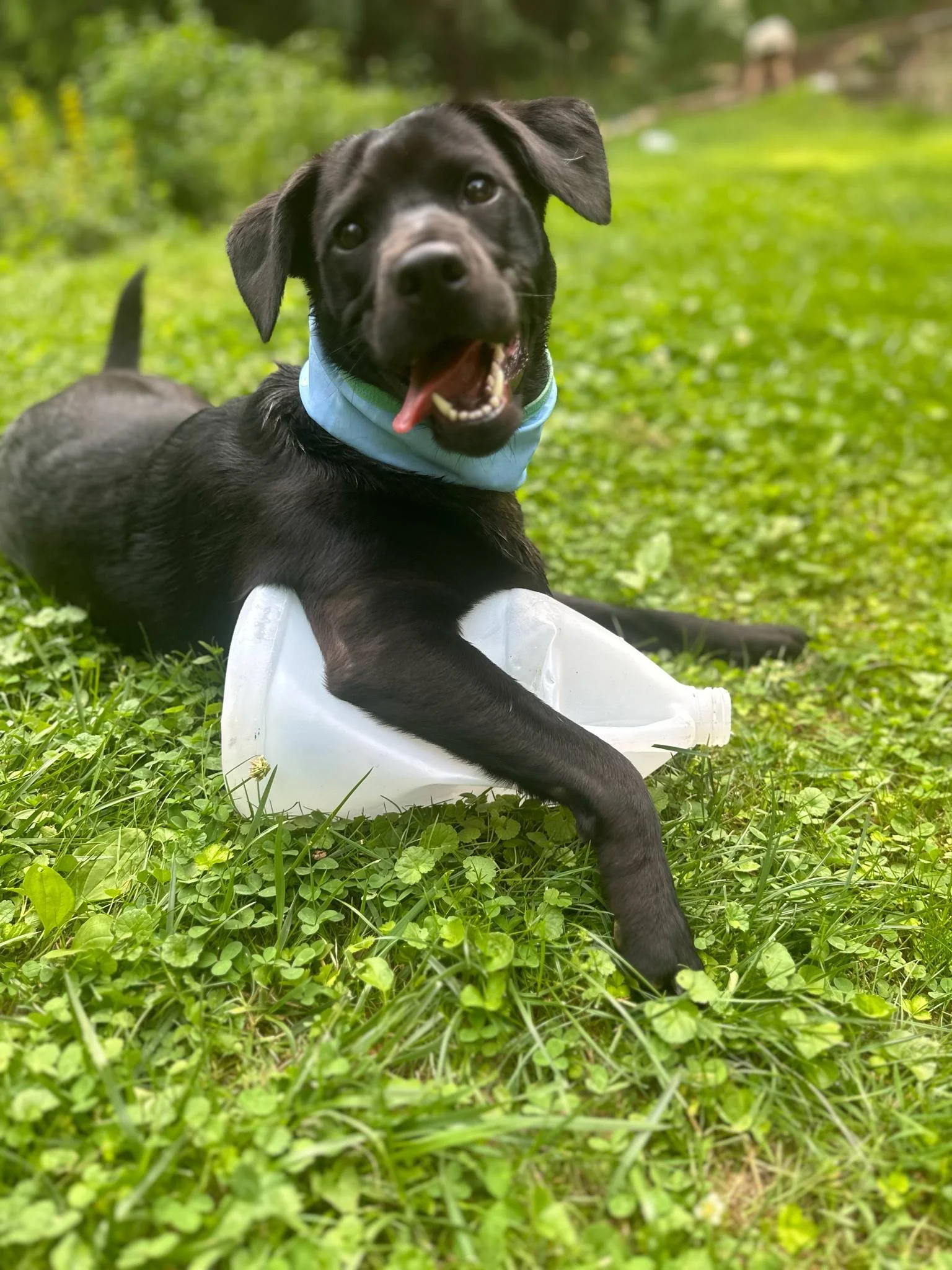A black dog with floppy ears laying on grass with a plastic jug, smiling with tongue out, wearing a light blue bandana.