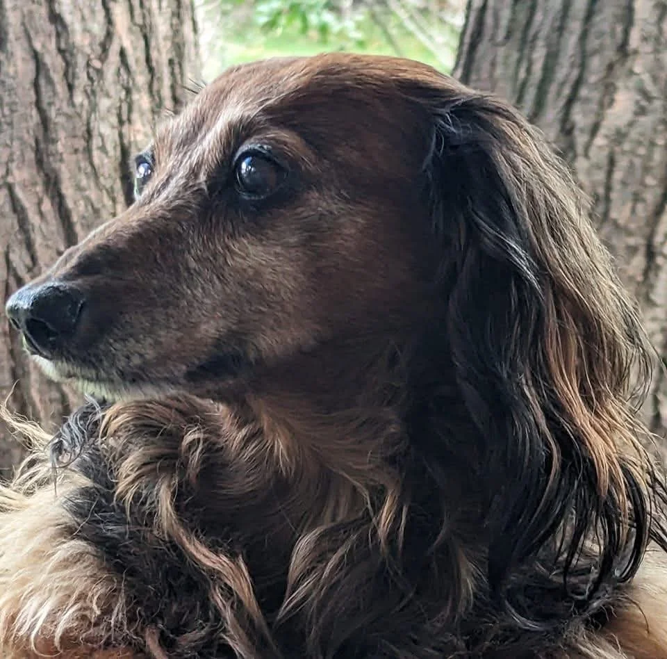 Close-up of a long-haired brown and black dog looking to the left, with a background of tree trunks