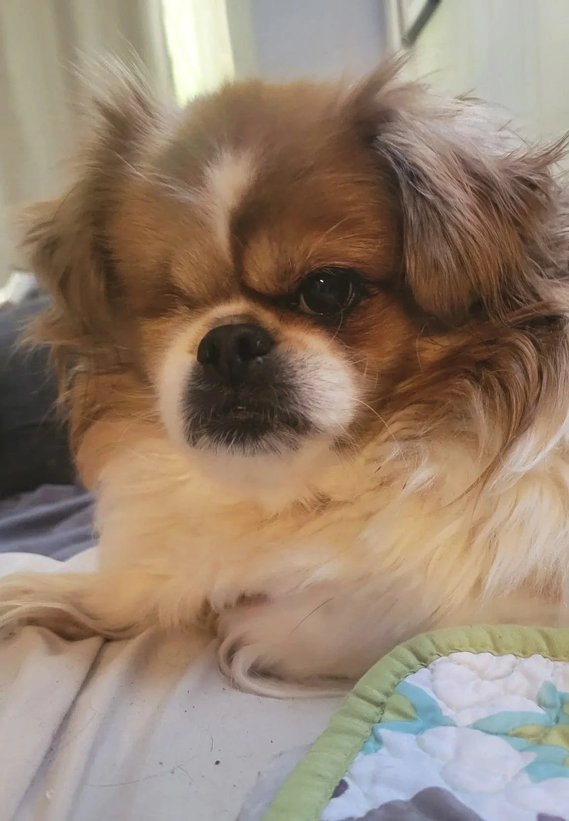 A small dog with tan and white fur, black eyes, and one eye partially closed, lying on a white surface next to a quilted fabric with a green trim.